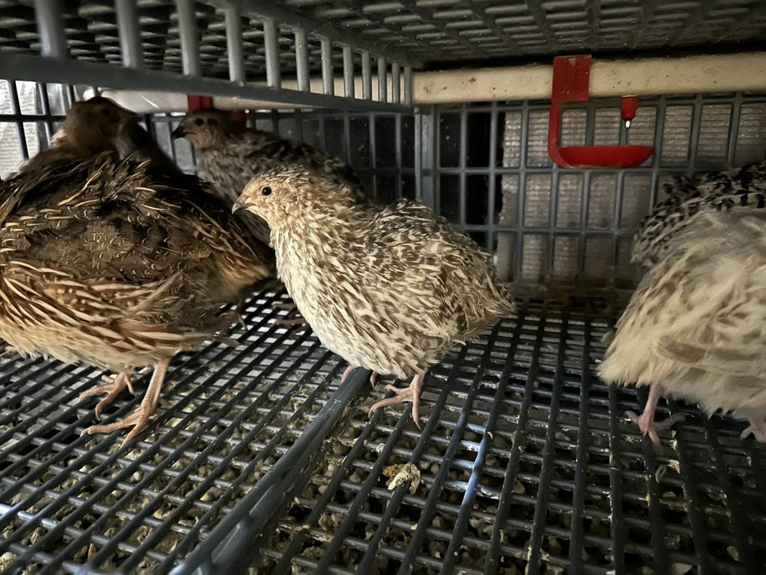 Adult Coturnix quail at the feeder in our cages