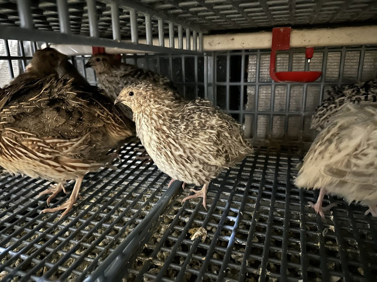 Adult Coturnix quail at the feeder in our cages