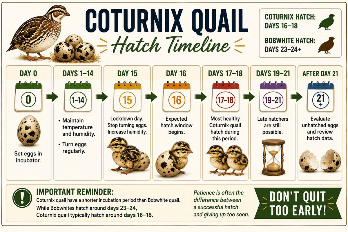 Coturnix quail hatch timeline from day 0 to day 21