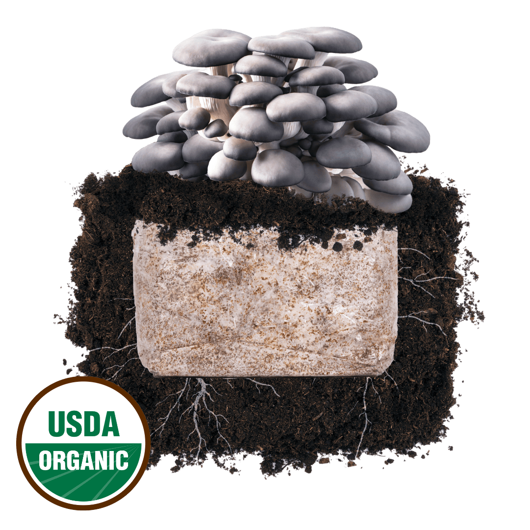 Blue Oyster Plant & Grow Mushroom Starter Block