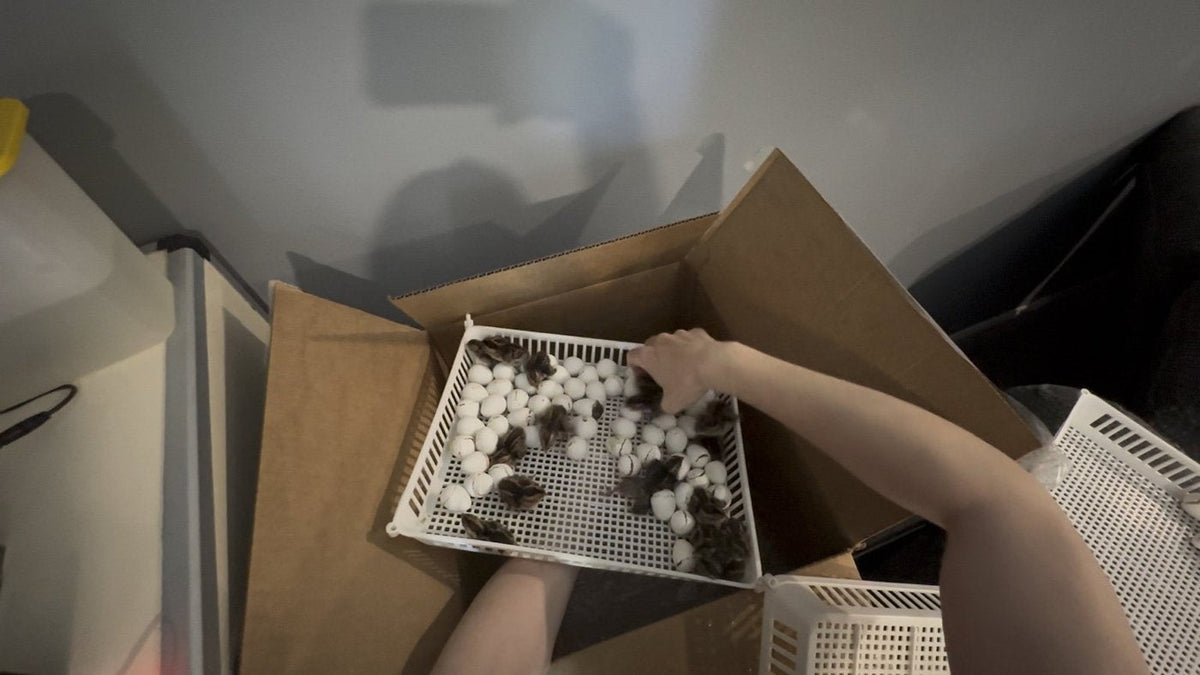 Opening a box of shipped quail hatching eggs