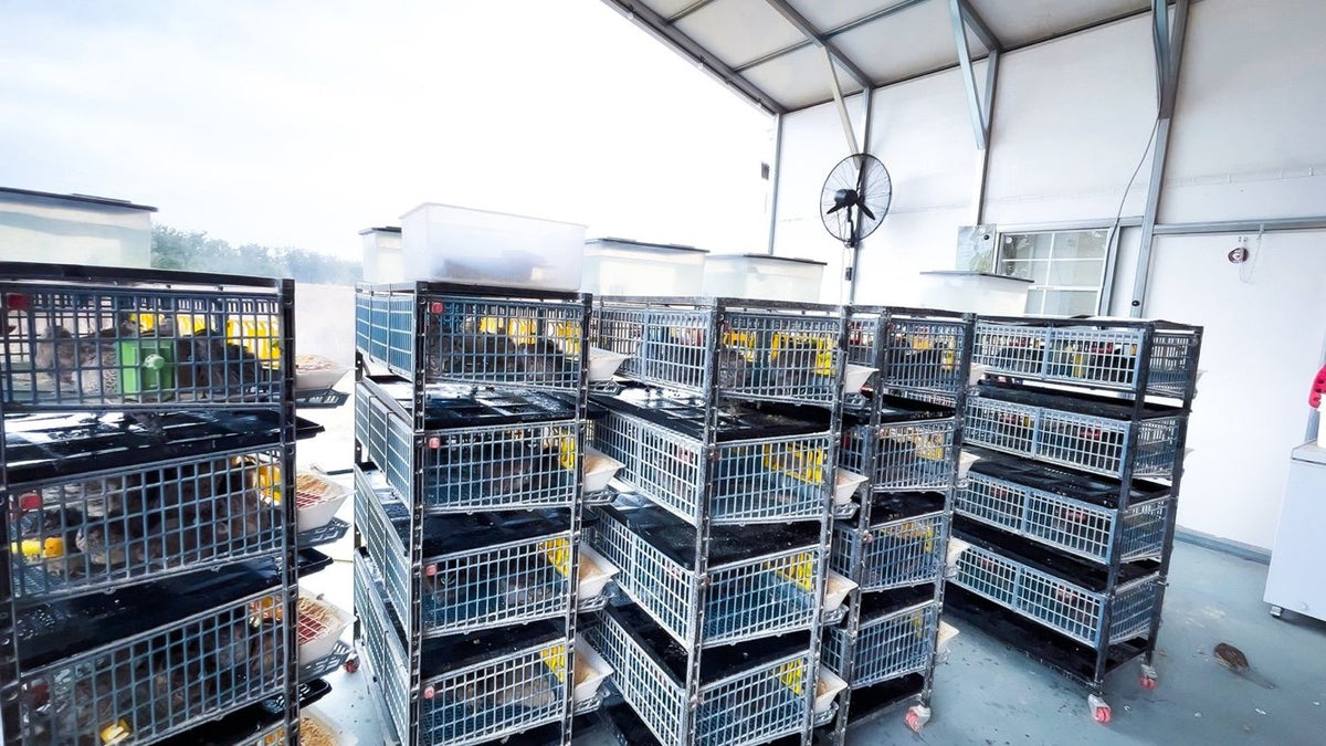 Rows of stacked quail cages in our quail barn