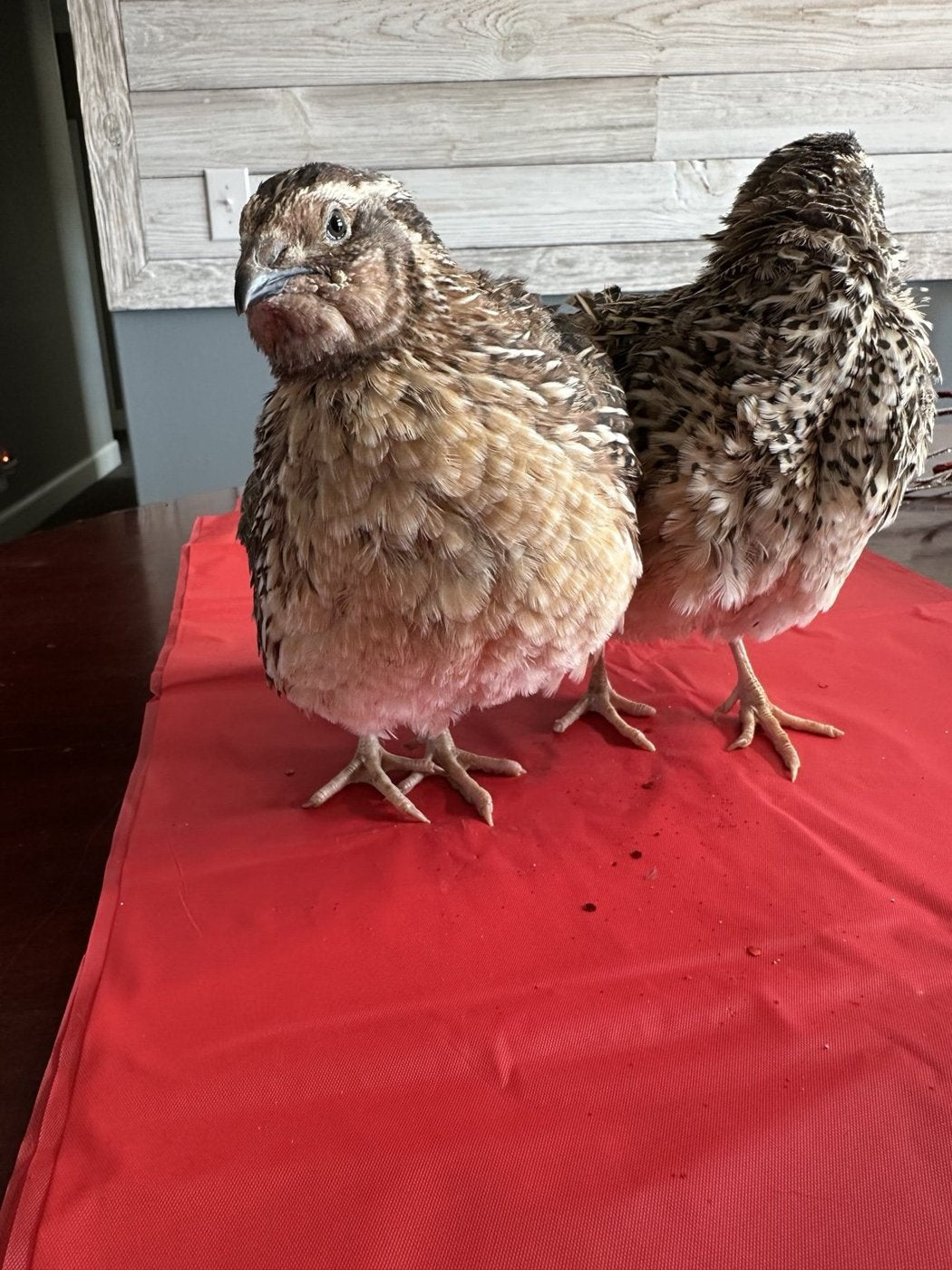 Two Coturnix quail from our farm
