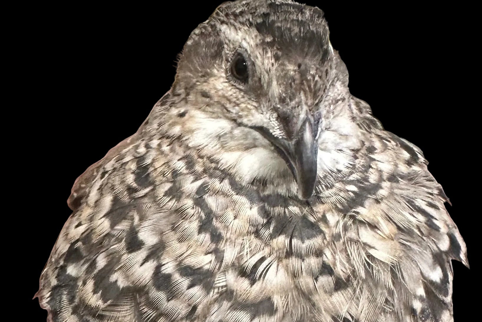 Jumbo Quail