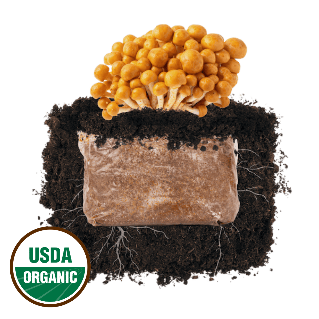 Mushroom Fruiting Blocks