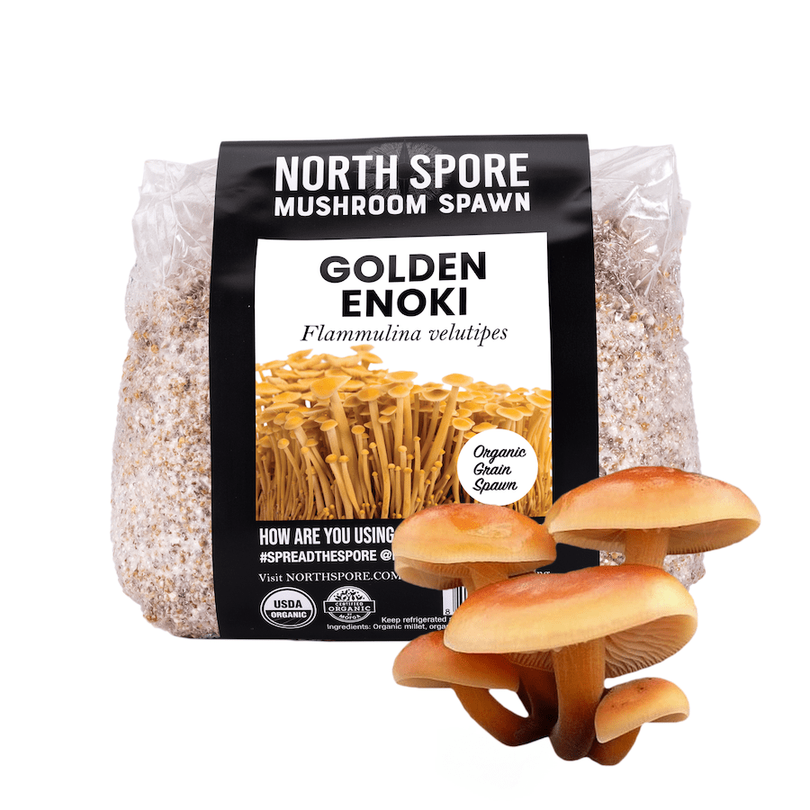 Mushroom Spawn