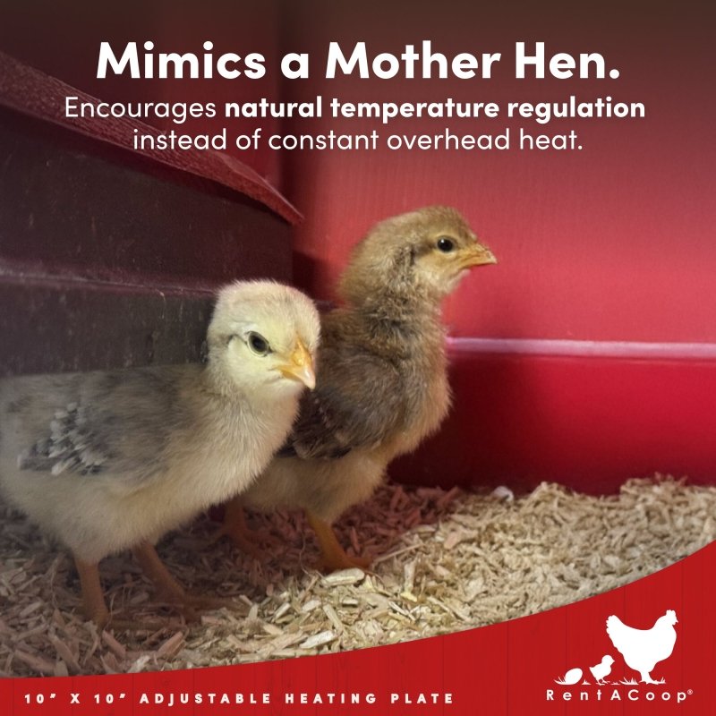 RentACoop 10x10” Heating Plate with Hard Anti-Roost Cone Set and Removable Comfort Feathers – Chick Brooder Heat Plate Warms Up to 15 Chicks