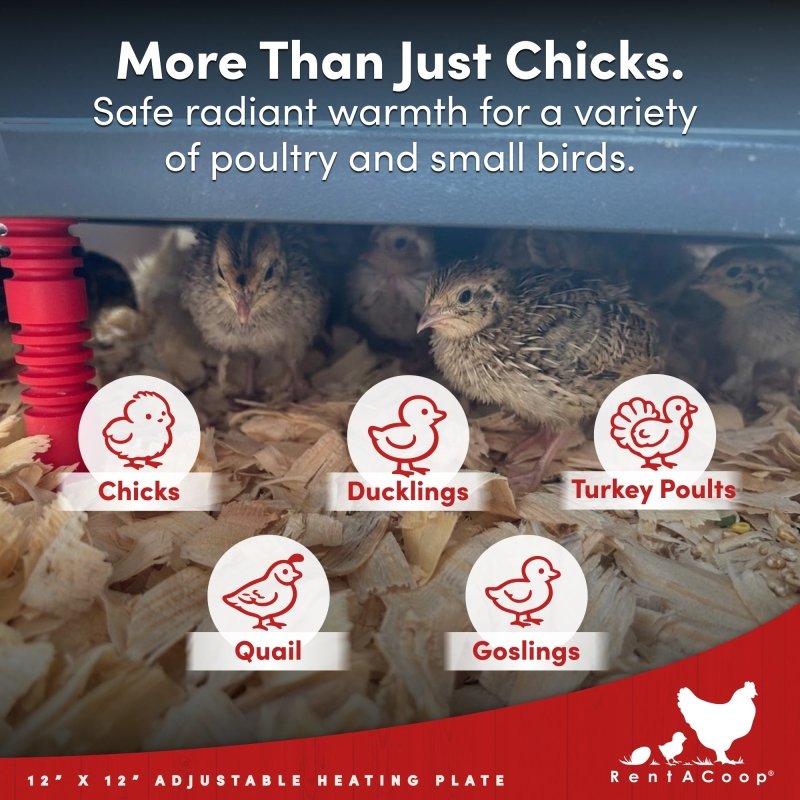 RentACoop 12x12” Adjustable Heating Plate with Hard Anti-Roost Cone Set and Removable Comfort Feathers - Chick Brooder Heat Plate Warms Up to 20 Chicks