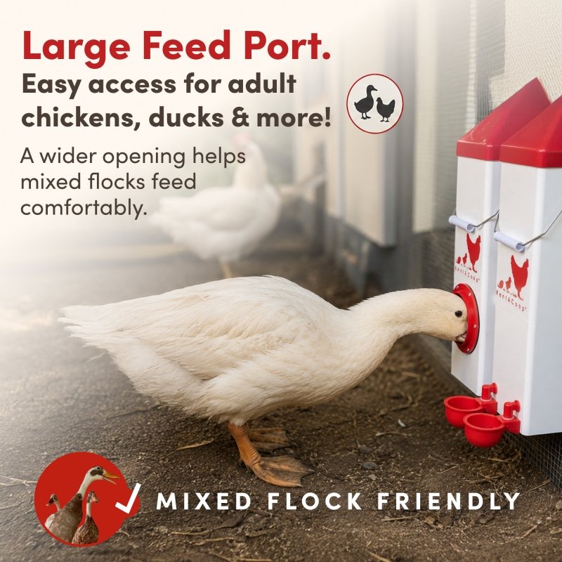 RentACoop 10lb High Rise BPA-Free Single-Port Chicken Feeder
