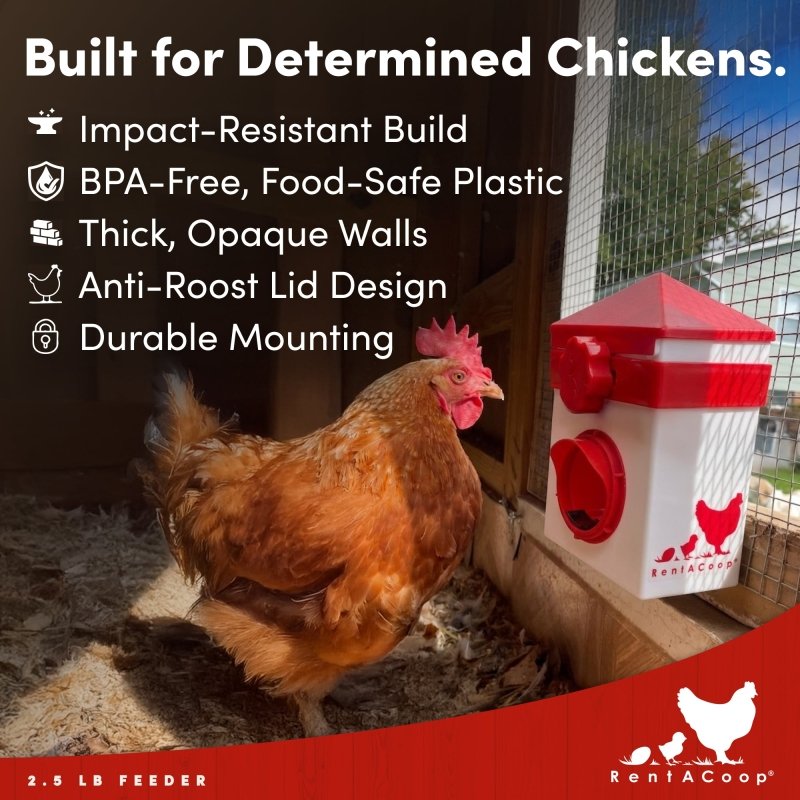 RentACoop Chick2Chicken 2.5lb BPA-Free Single-Port Feeder