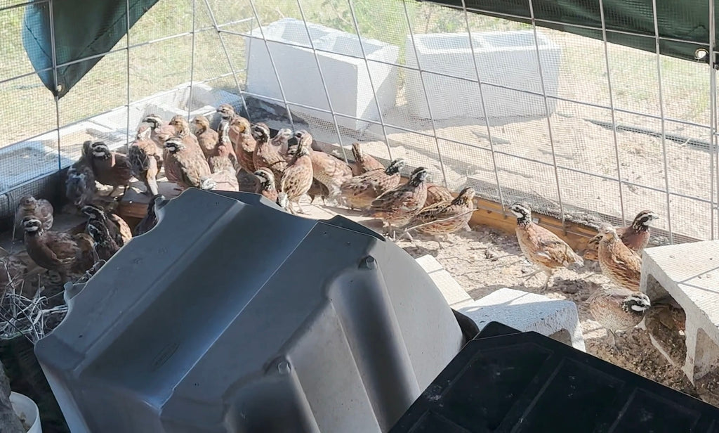 12 Northern Bobwhite Quail Hatching Eggs