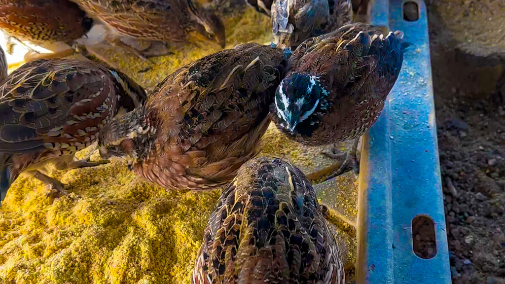 36 Northern Bobwhite Quail Hatching Eggs