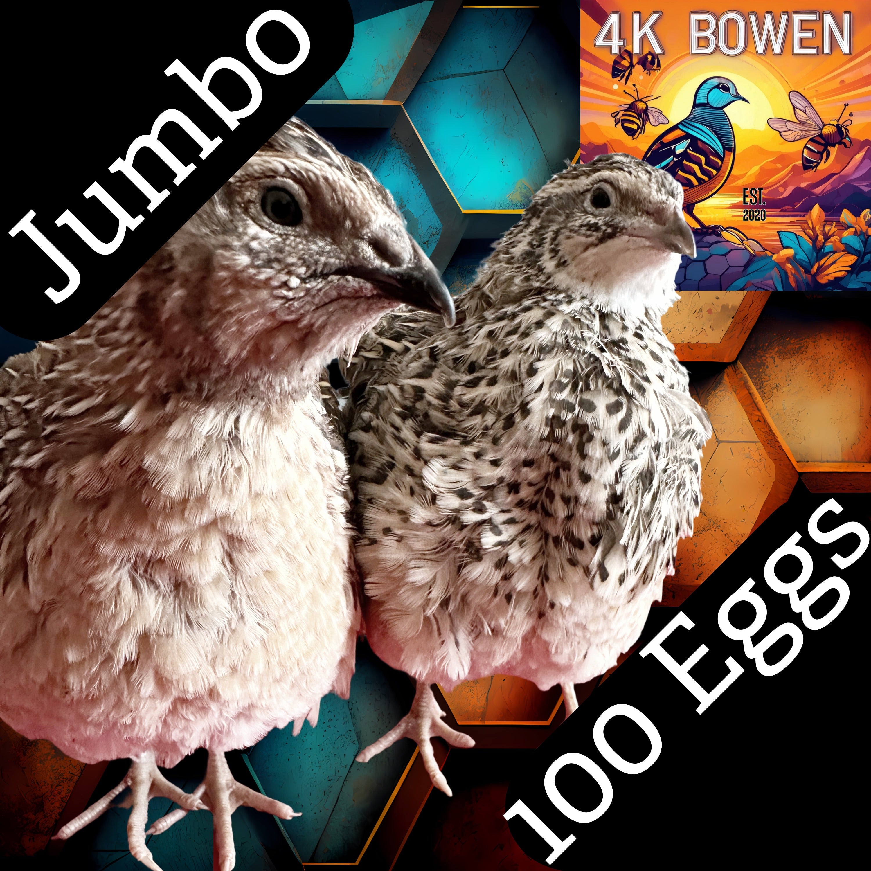 100 Jumbo Coturnix Quail Fertile Hatching Eggs