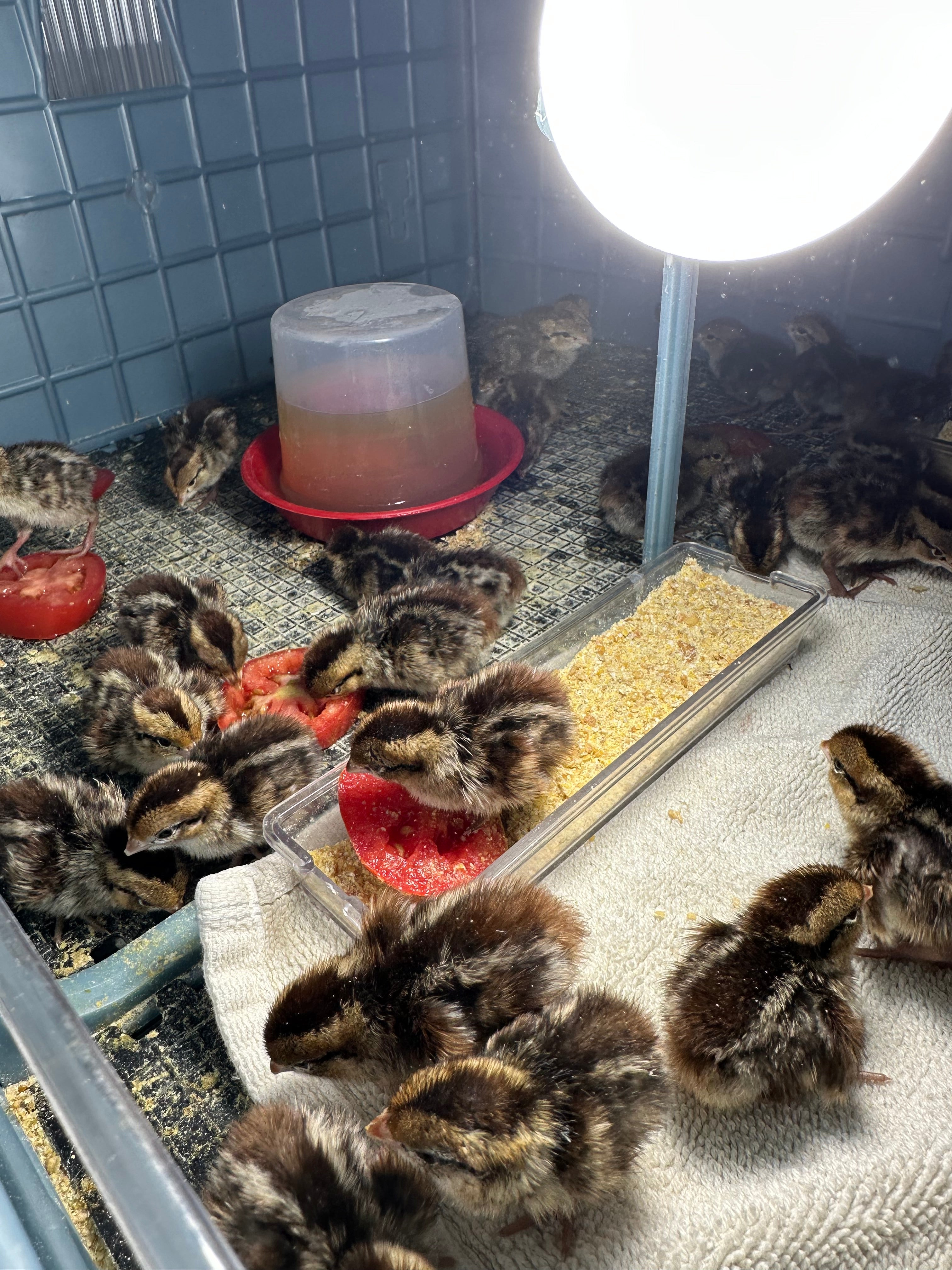 Bobwhite Quail Hatching 36 Eggs