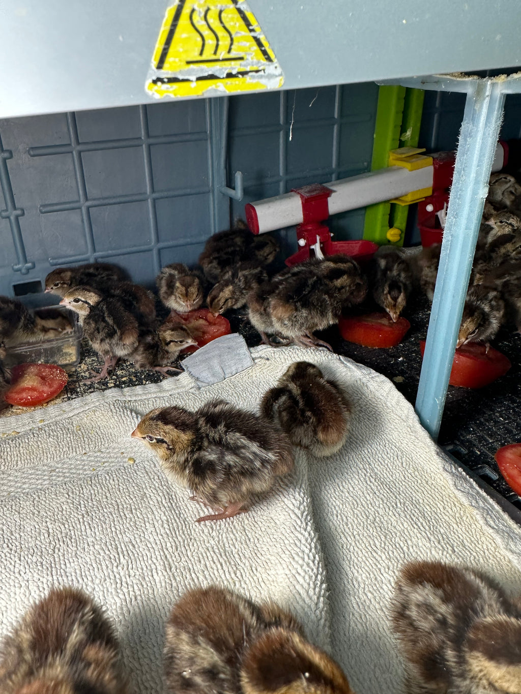 Bobwhite Quail Hatching 36 Eggs