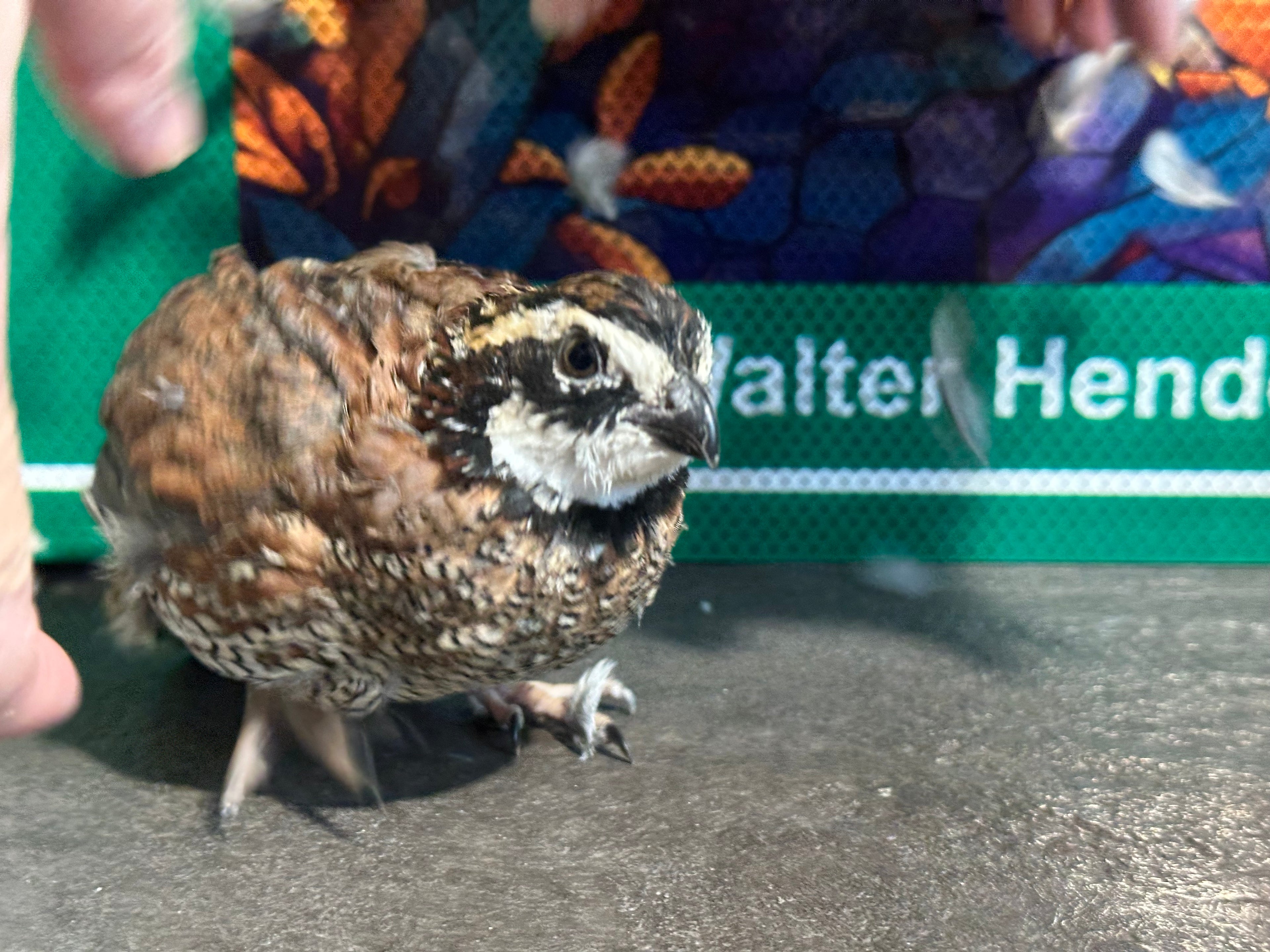 24 Northern Bobwhite Quail Hatching Eggs