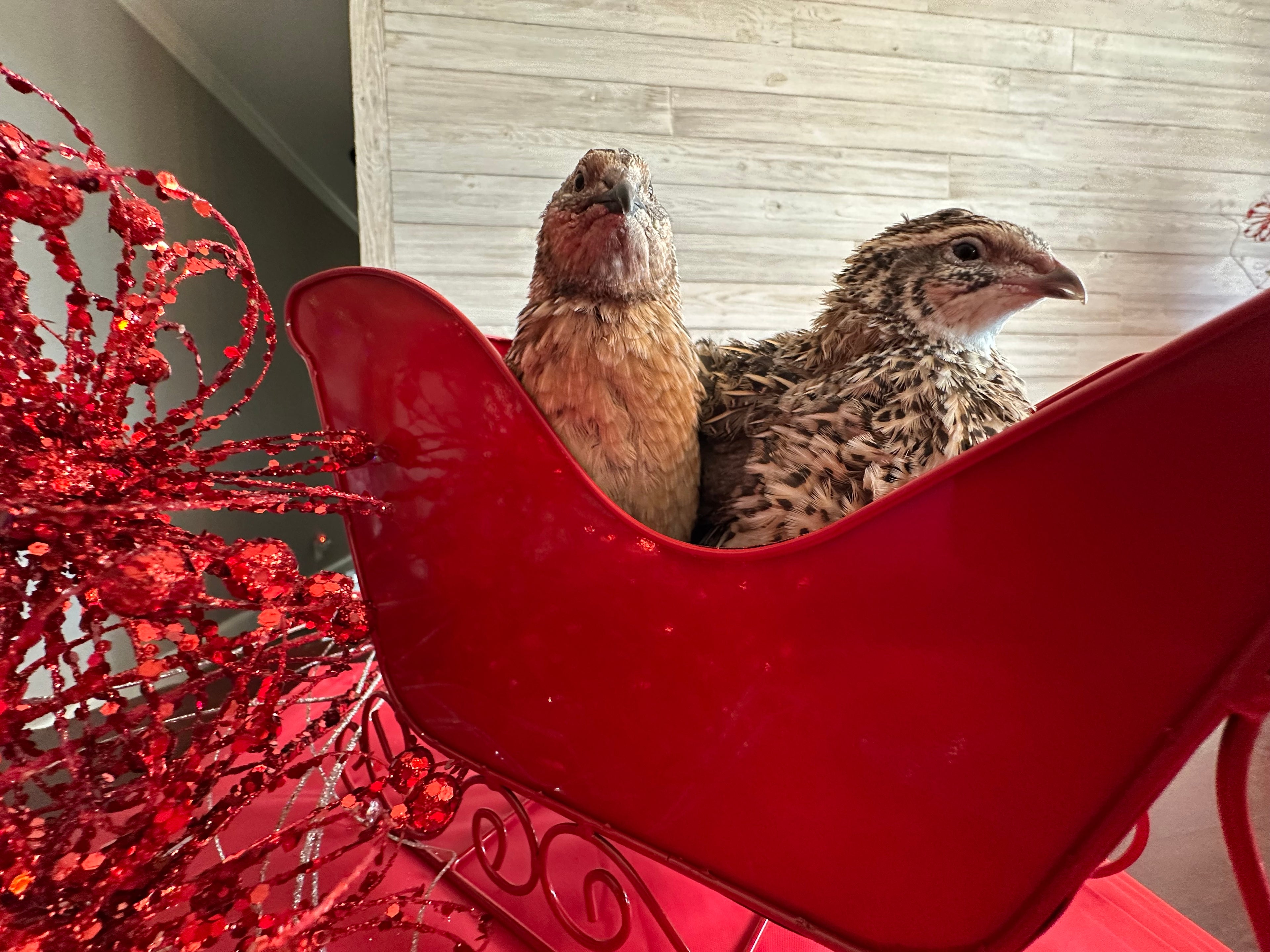 54 Coturnix Quail Fertile Hatching Eggs