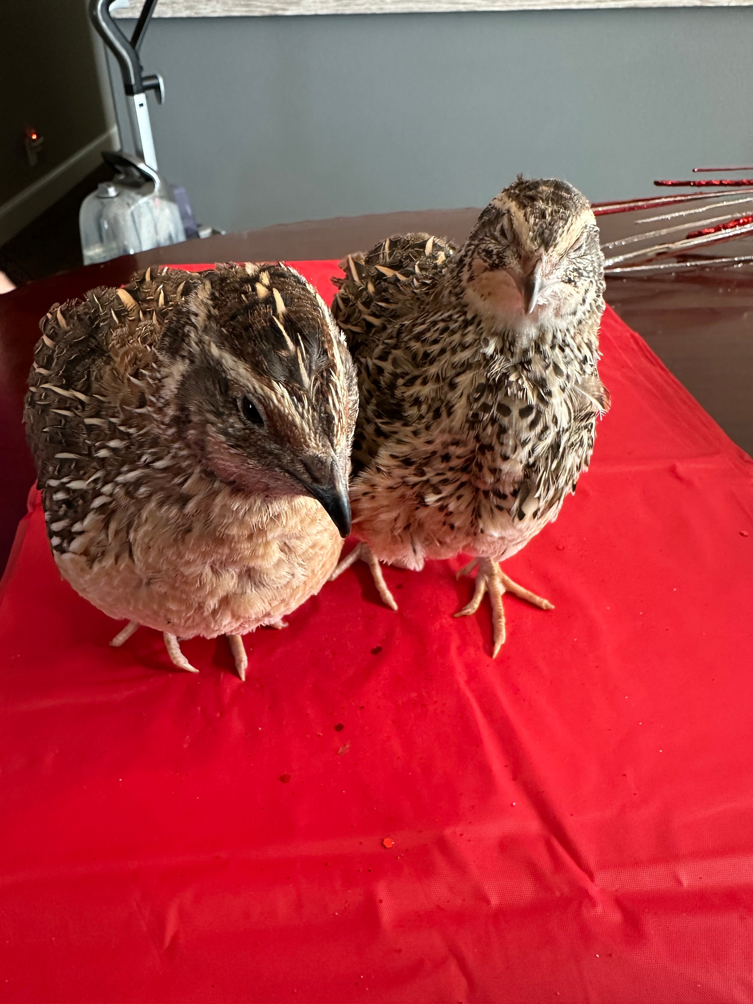 100 Coturnix Quail Fertile Hatching Eggs