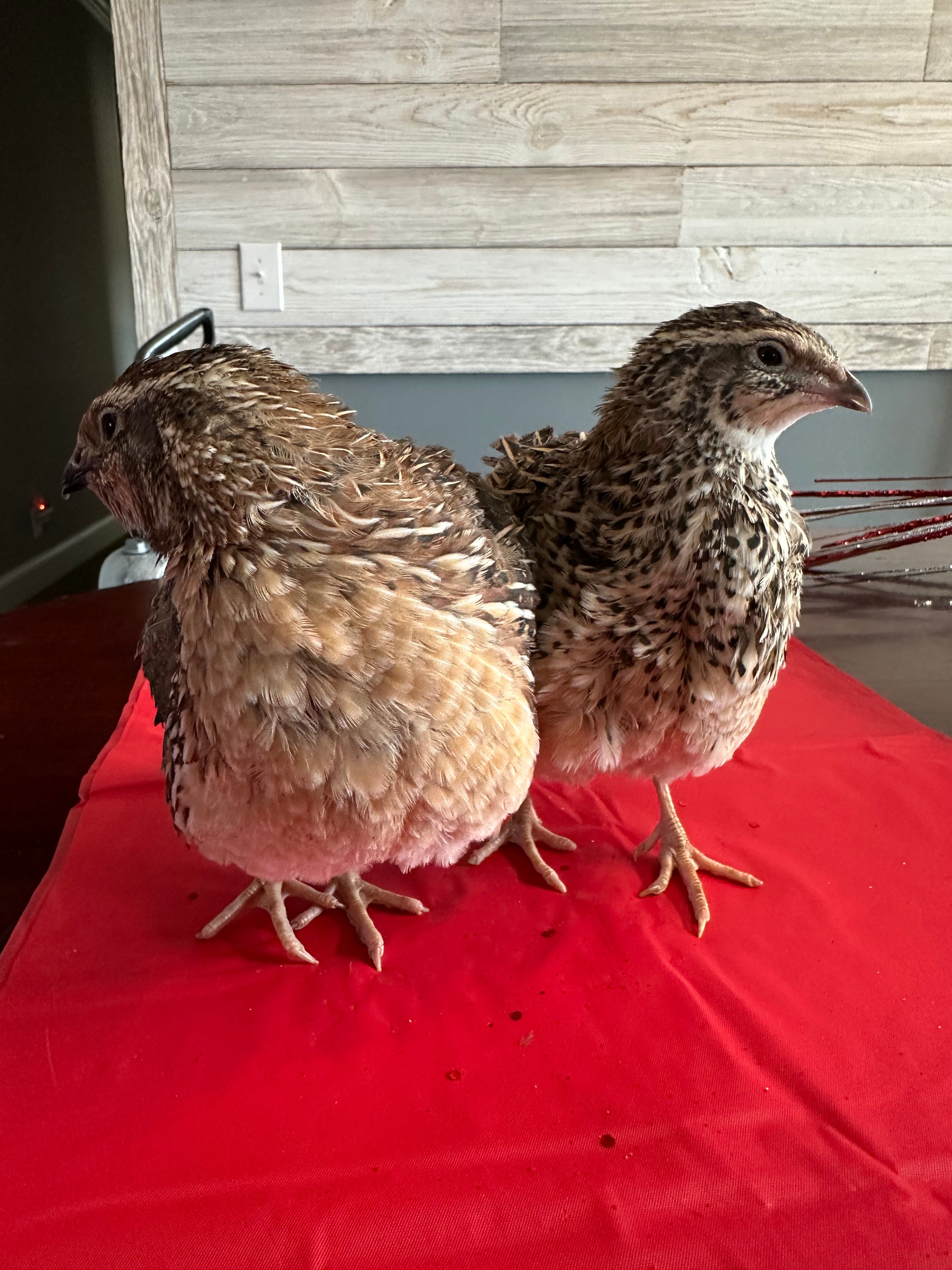 100 Coturnix Quail Fertile Hatching Eggs