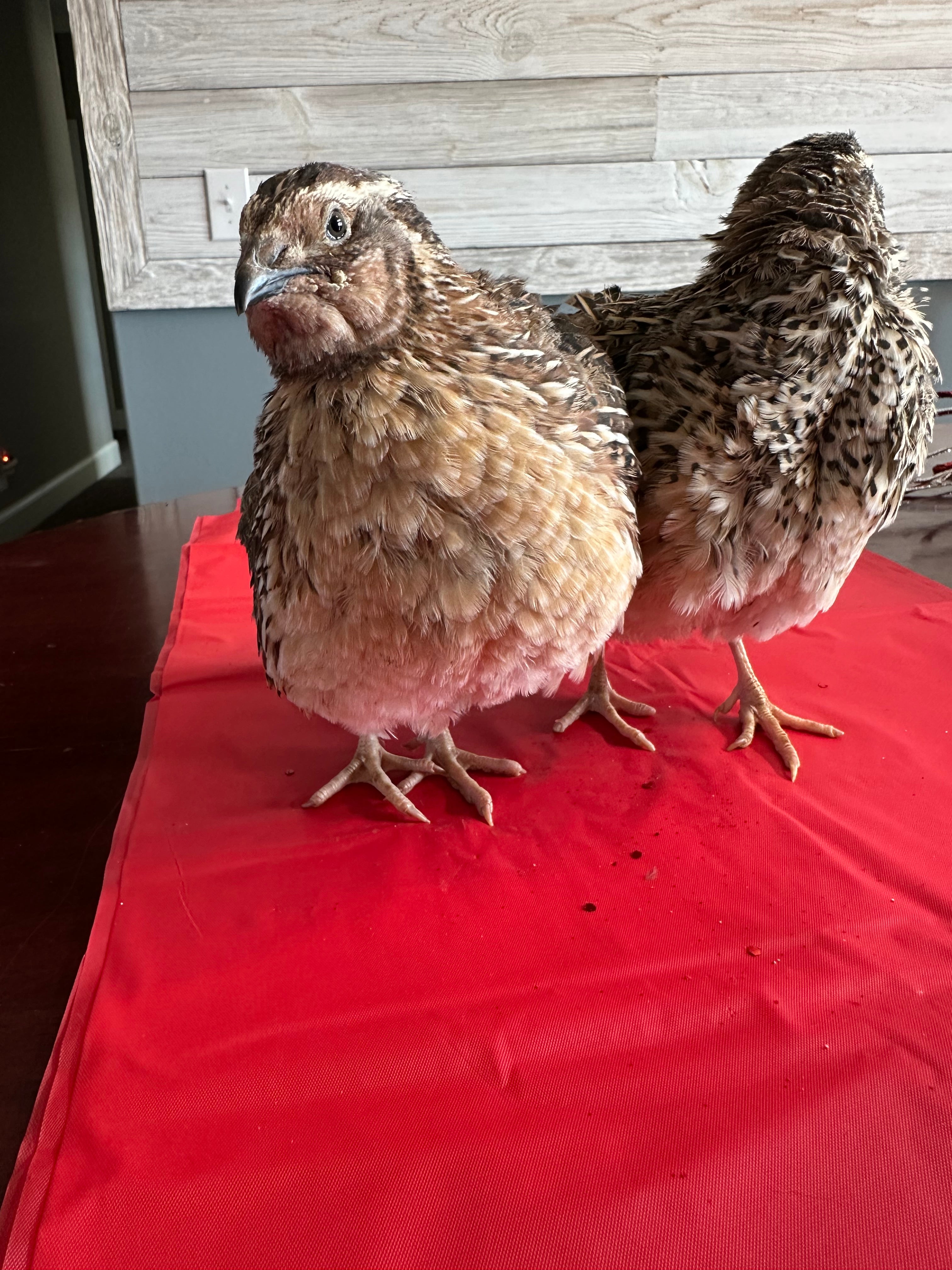 36 Coturnix Quail Fertile Hatching Eggs