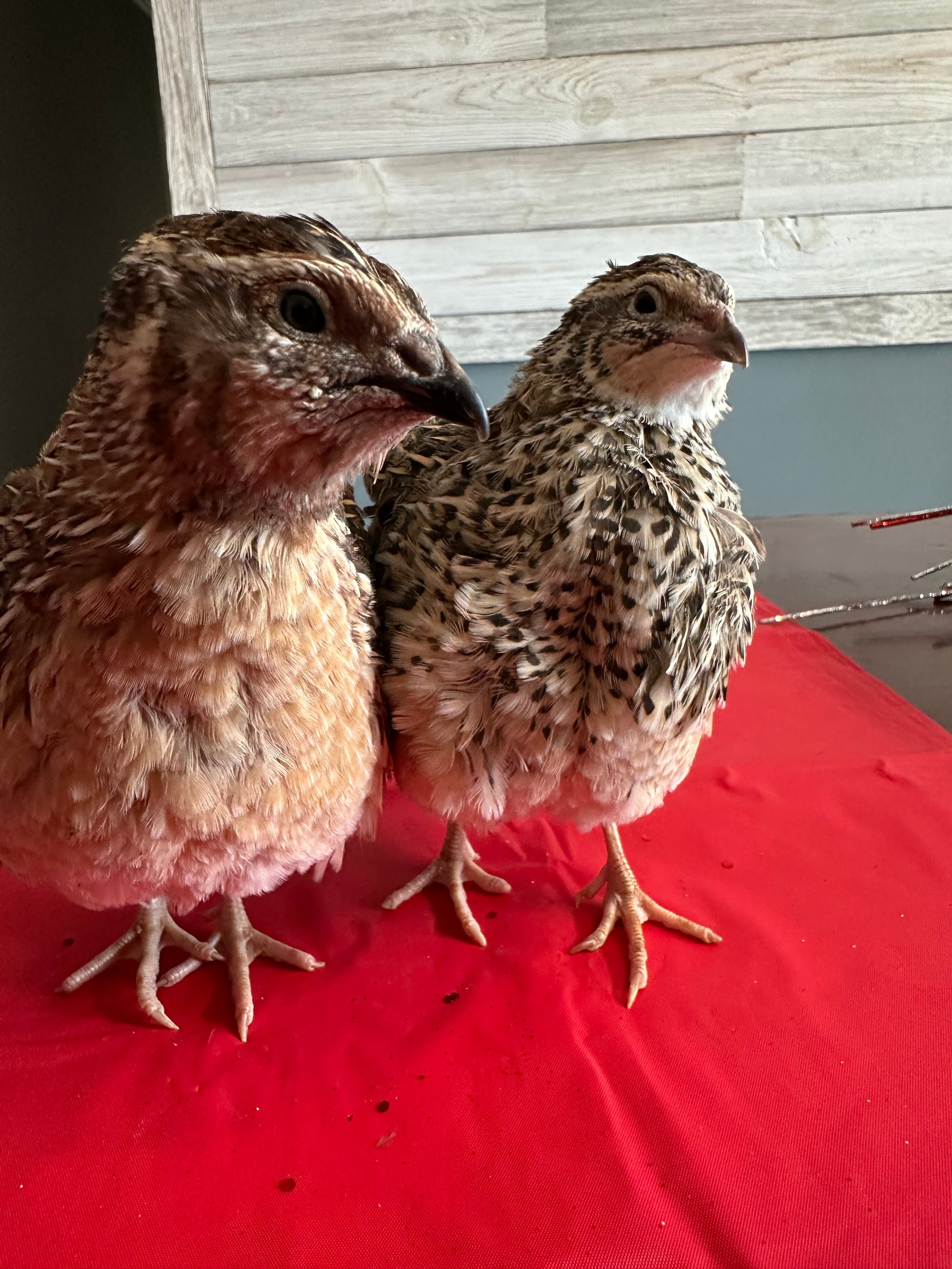 54 Coturnix Quail Fertile Hatching Eggs