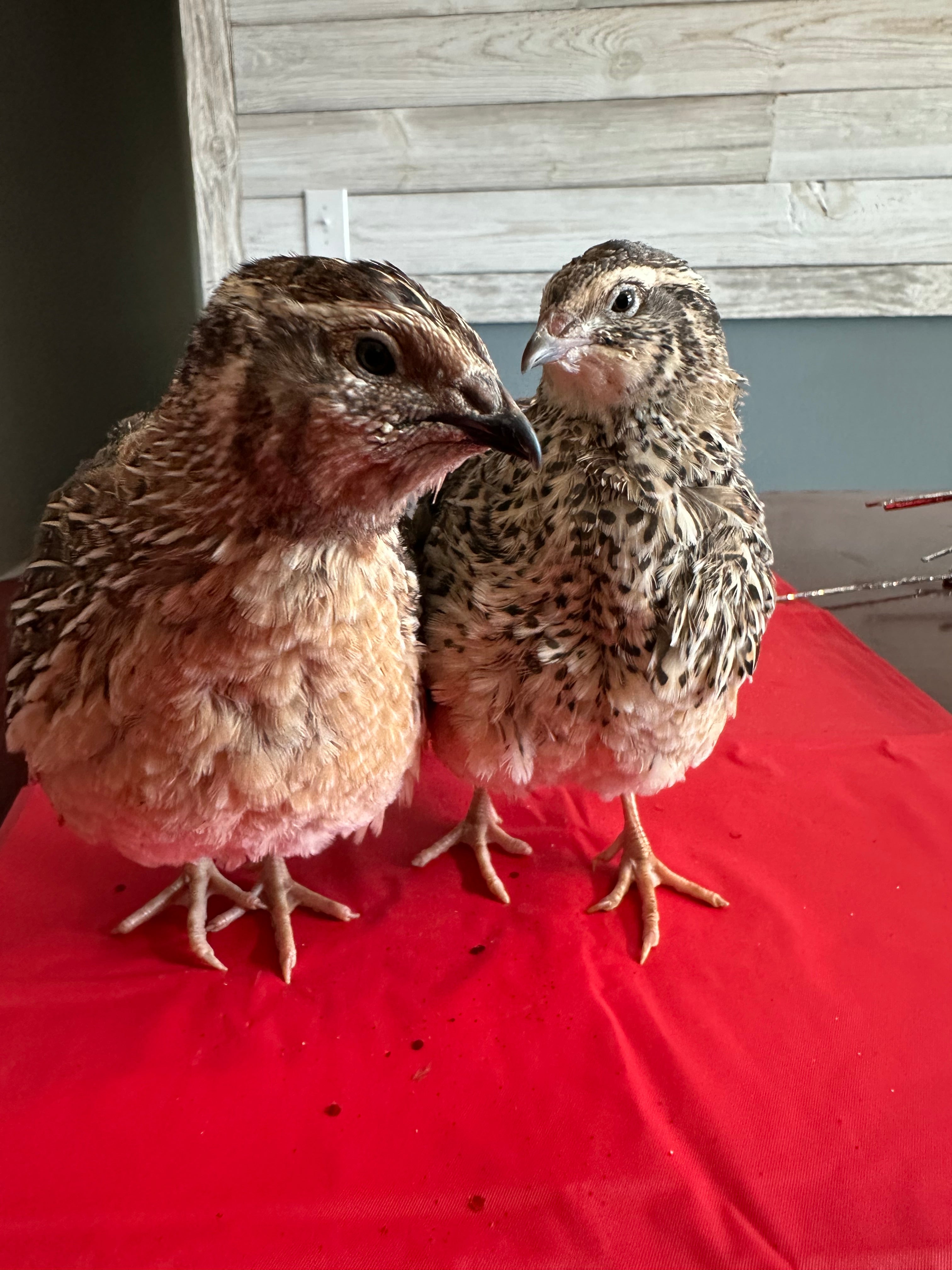 72 Coturnix Quail Fertile Hatching Eggs