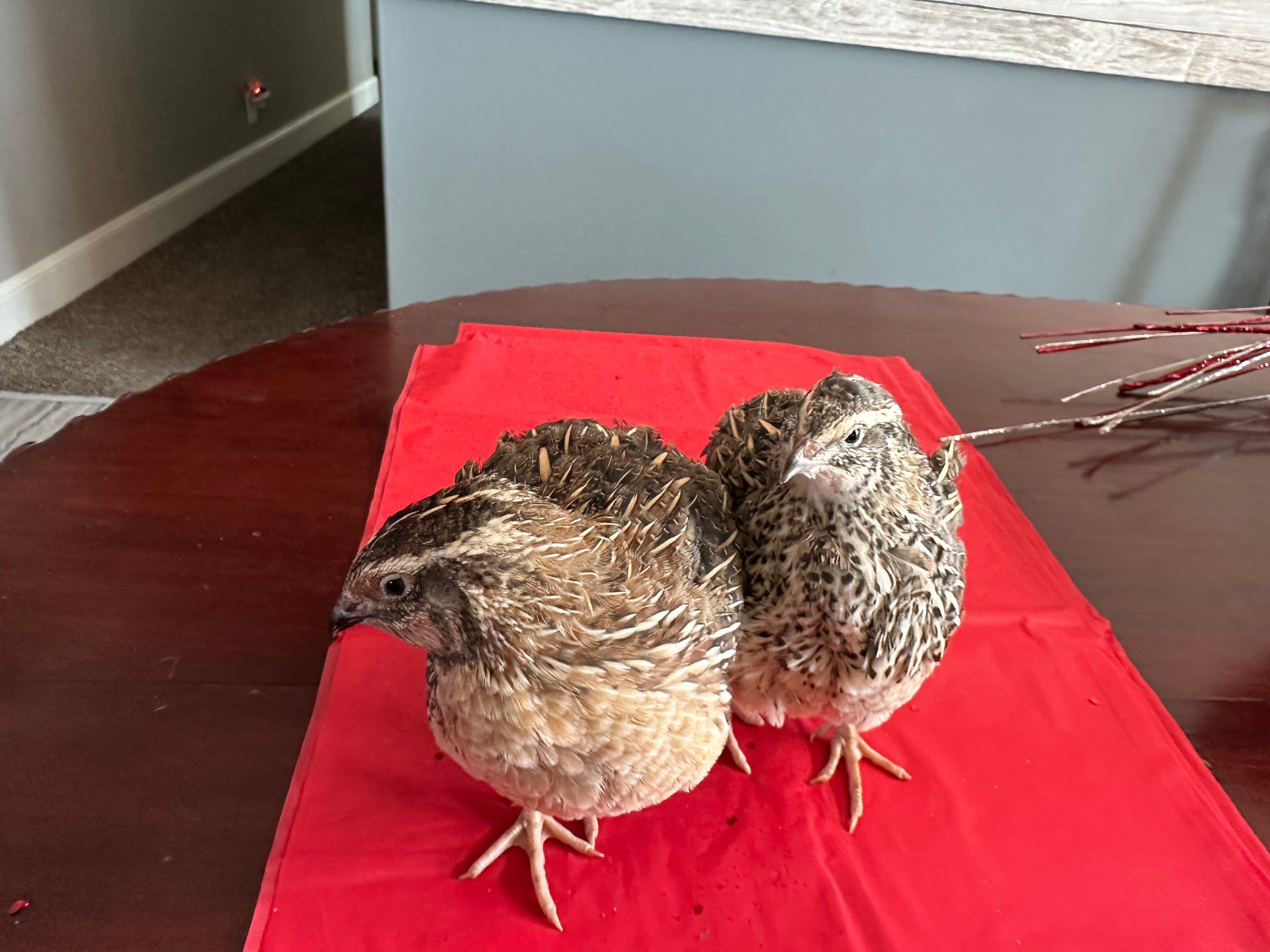 72 Coturnix Quail Fertile Hatching Eggs