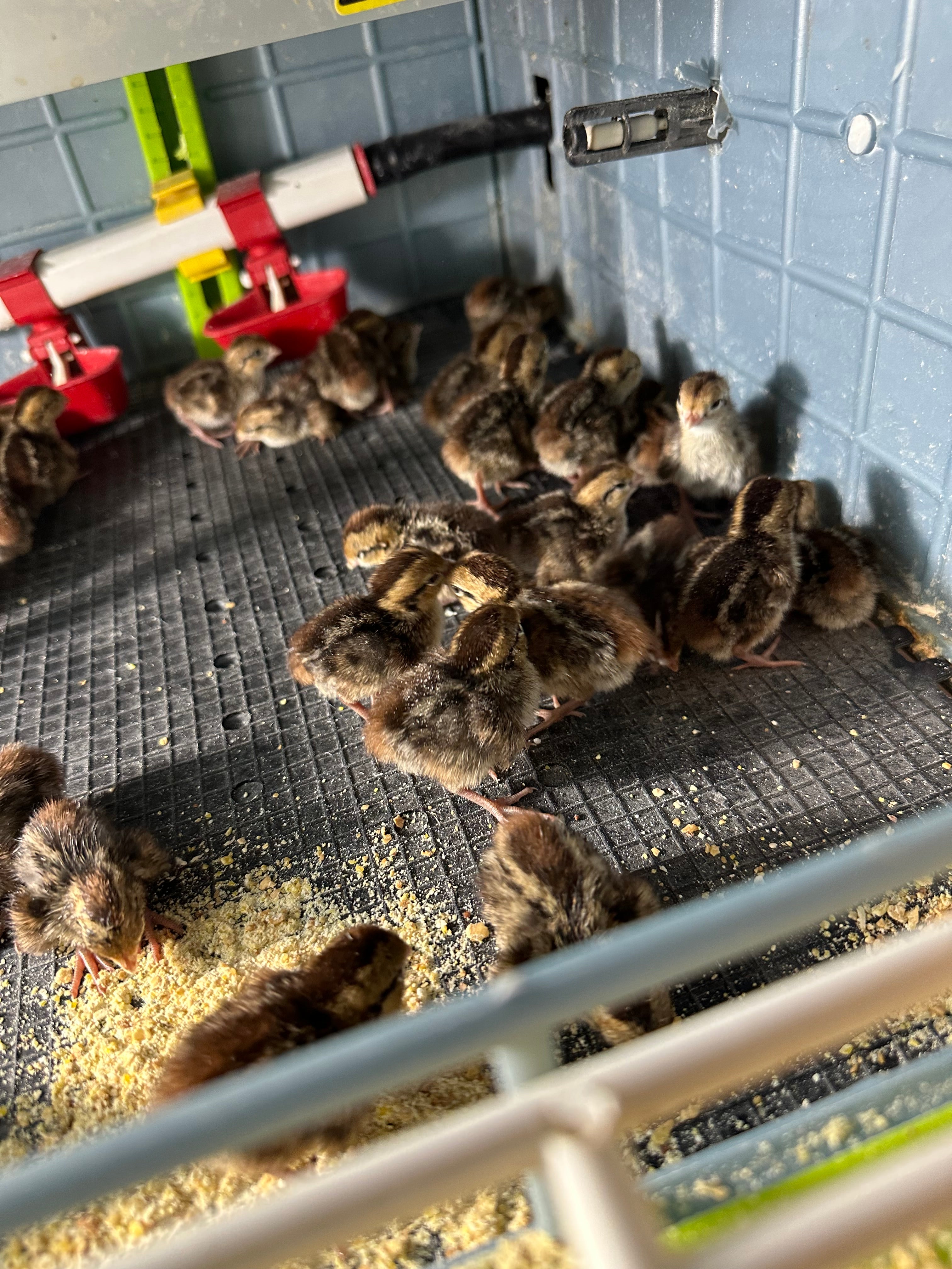 144 Coturnix Quail Fertile Hatching Eggs