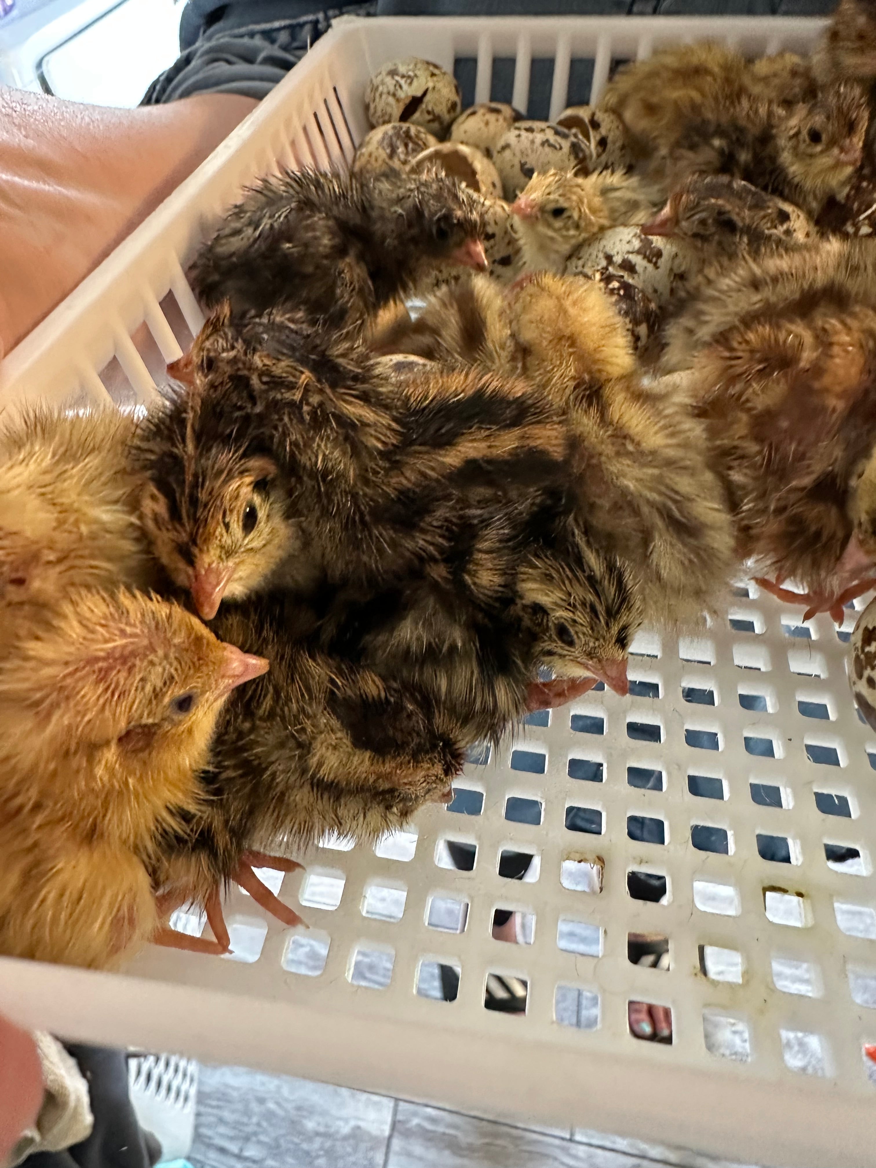 36 Jumbo Coturnix Quail Fertile Hatching Eggs