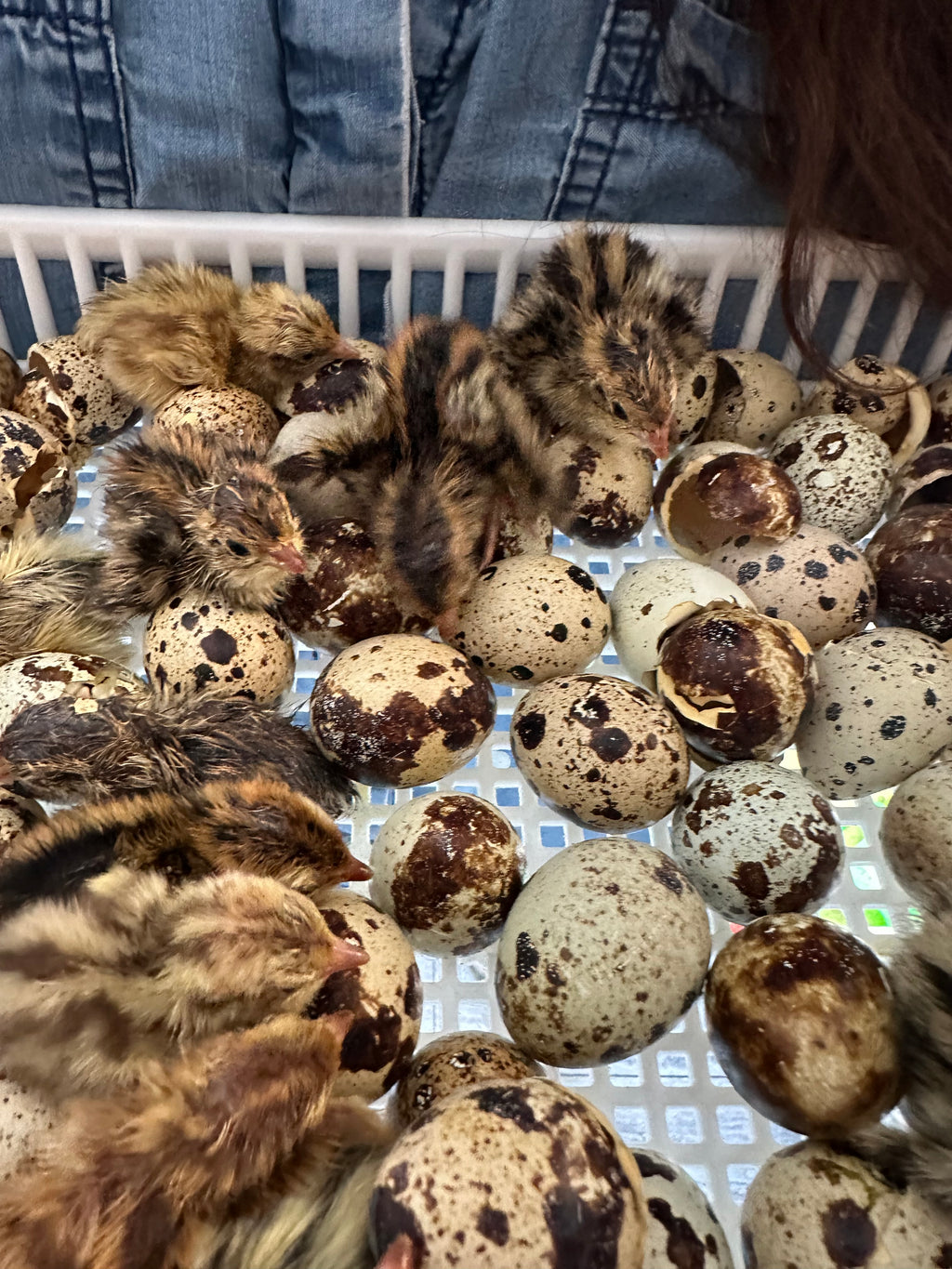 36 Jumbo Coturnix Quail Fertile Hatching Eggs