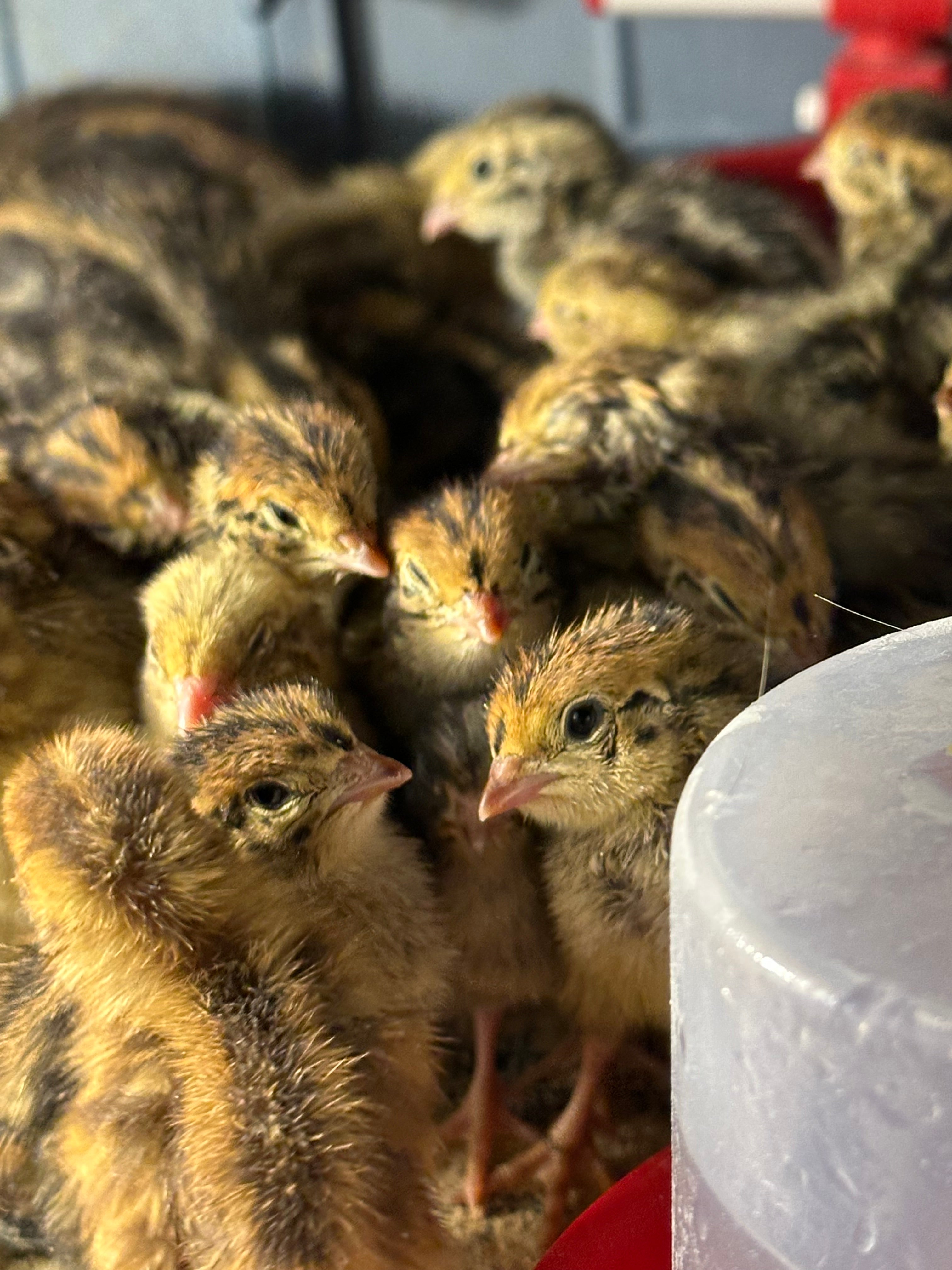 36 Coturnix Quail Fertile Hatching Eggs