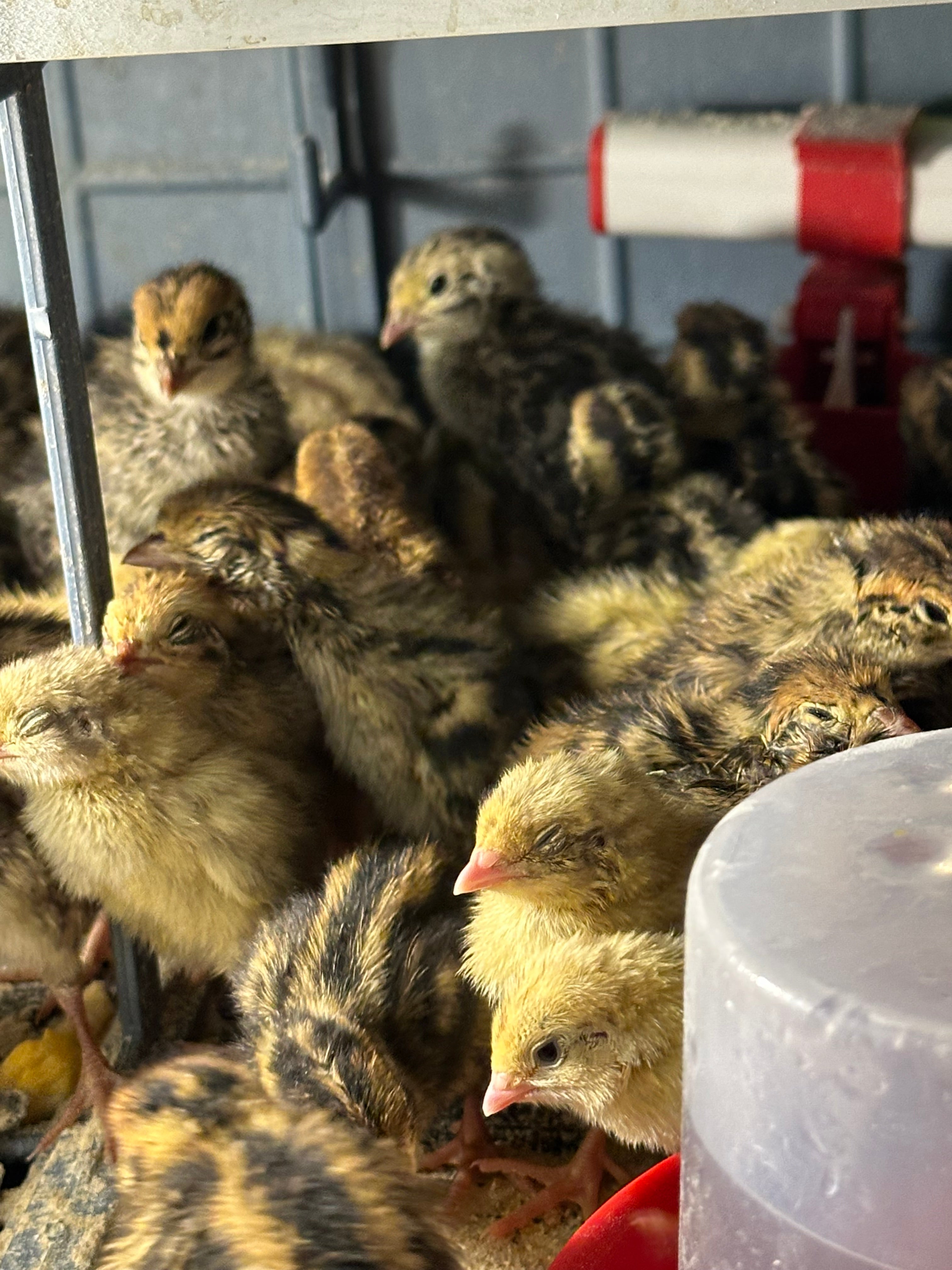 48 Coturnix Quail Fertile Hatching Eggs