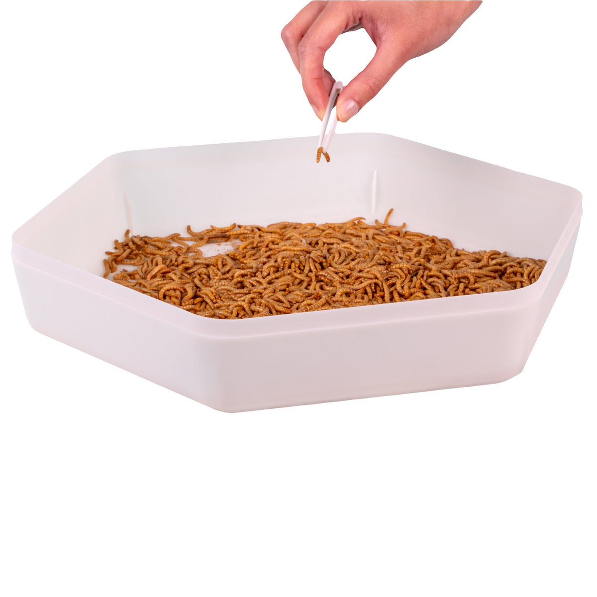 Mealworm Storage Tray (Beetle Tray Not Included) from Hatching Time