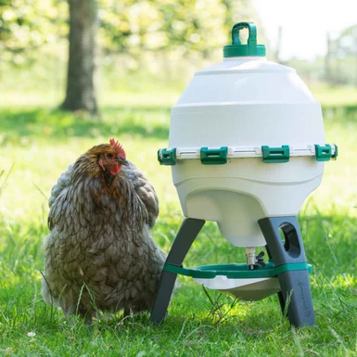 Optimus Poultry Drinker - 6 Gallon