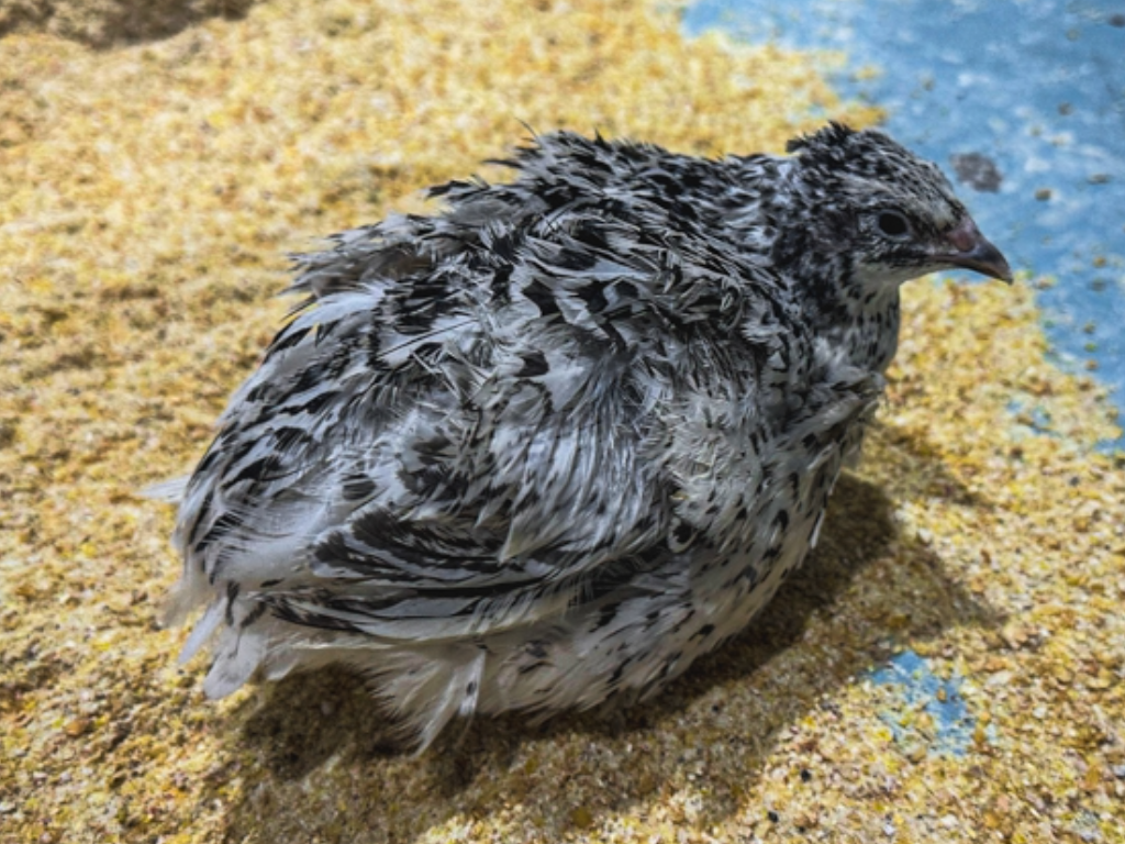 12 Sunset Mix Quail Fertile Hatching Eggs