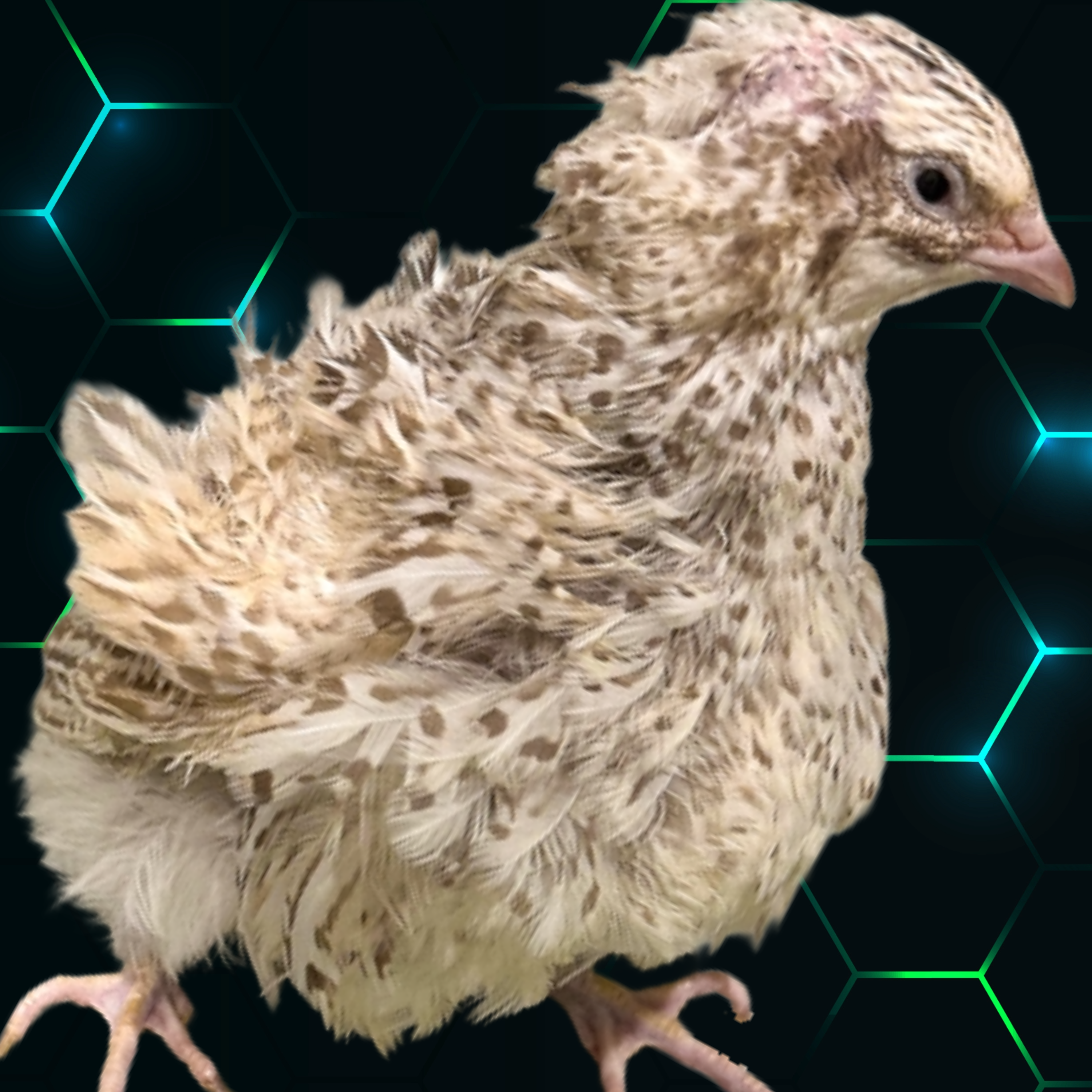 12 Sunset Mix Quail Fertile Hatching Eggs