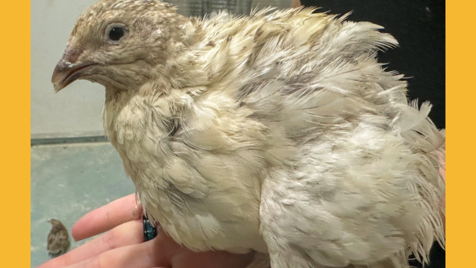 12 Sunset Mix Quail Fertile Hatching Eggs
