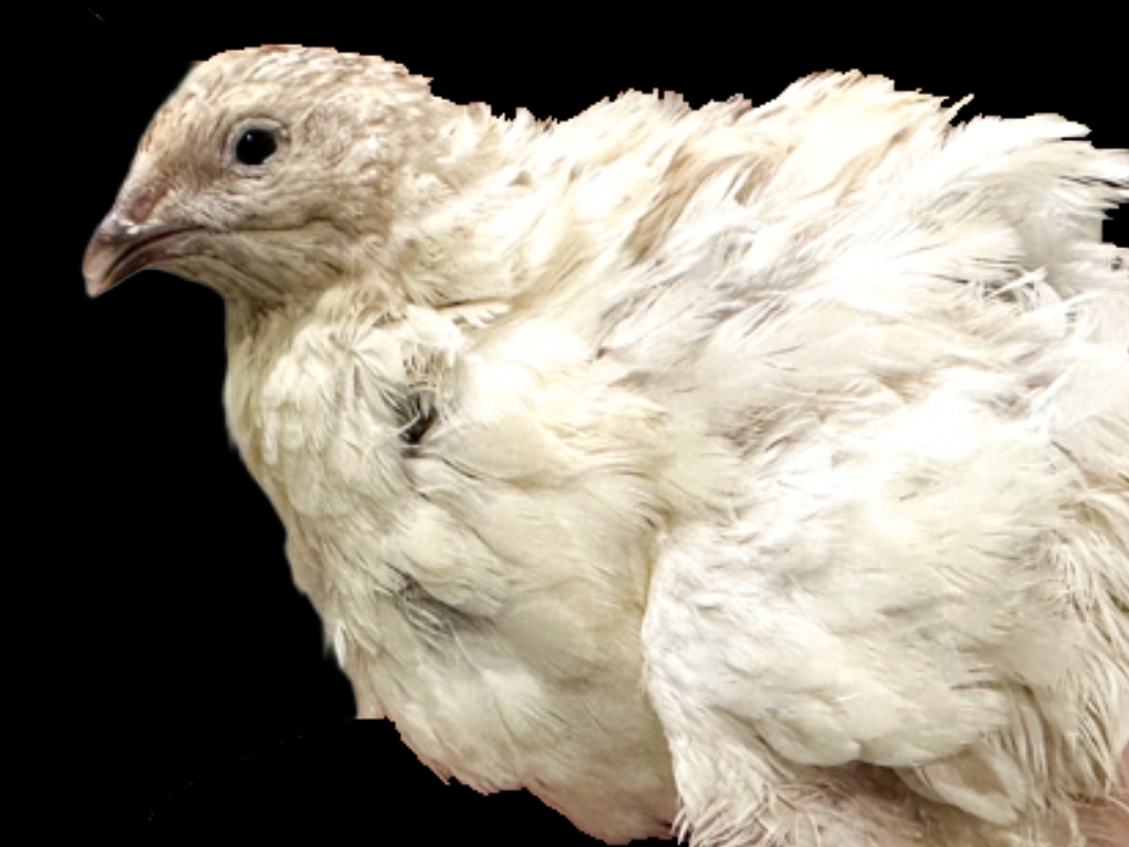 12 Sunset Mix Quail Fertile Hatching Eggs