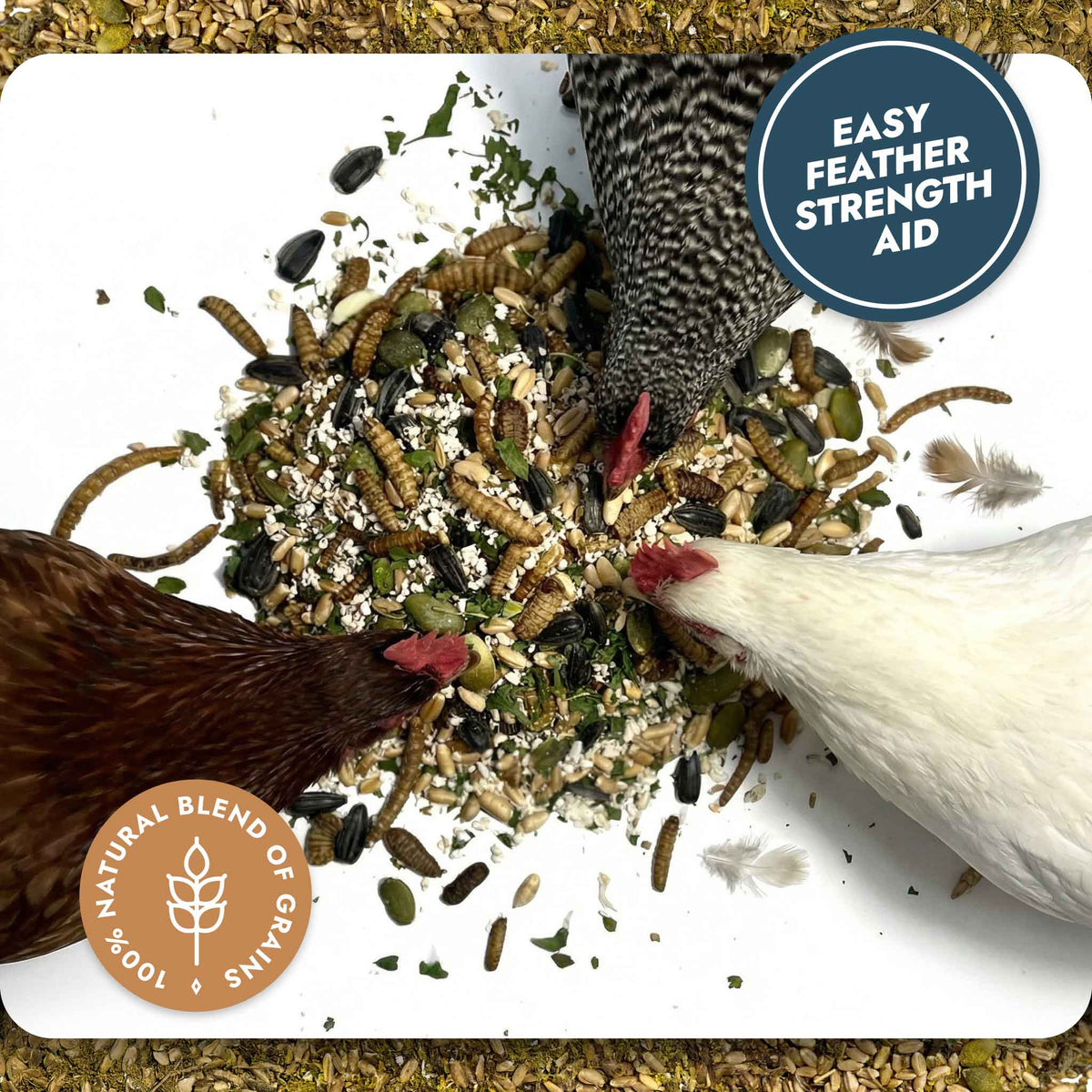 Feather and Shell - Calci-Protein Blend (Chicken Feed Additive), photo 10