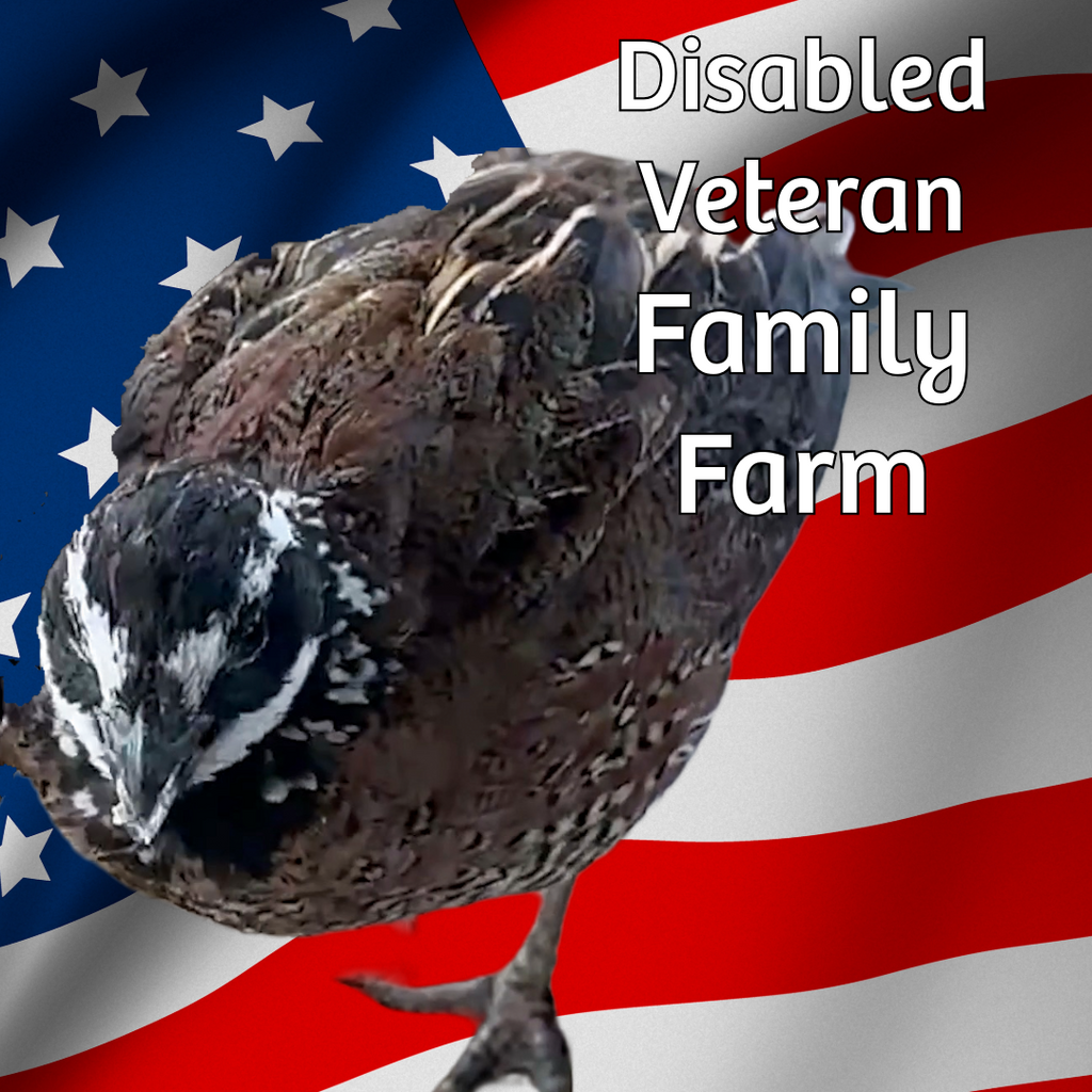 24 Northern Bobwhite Quail Hatching Eggs