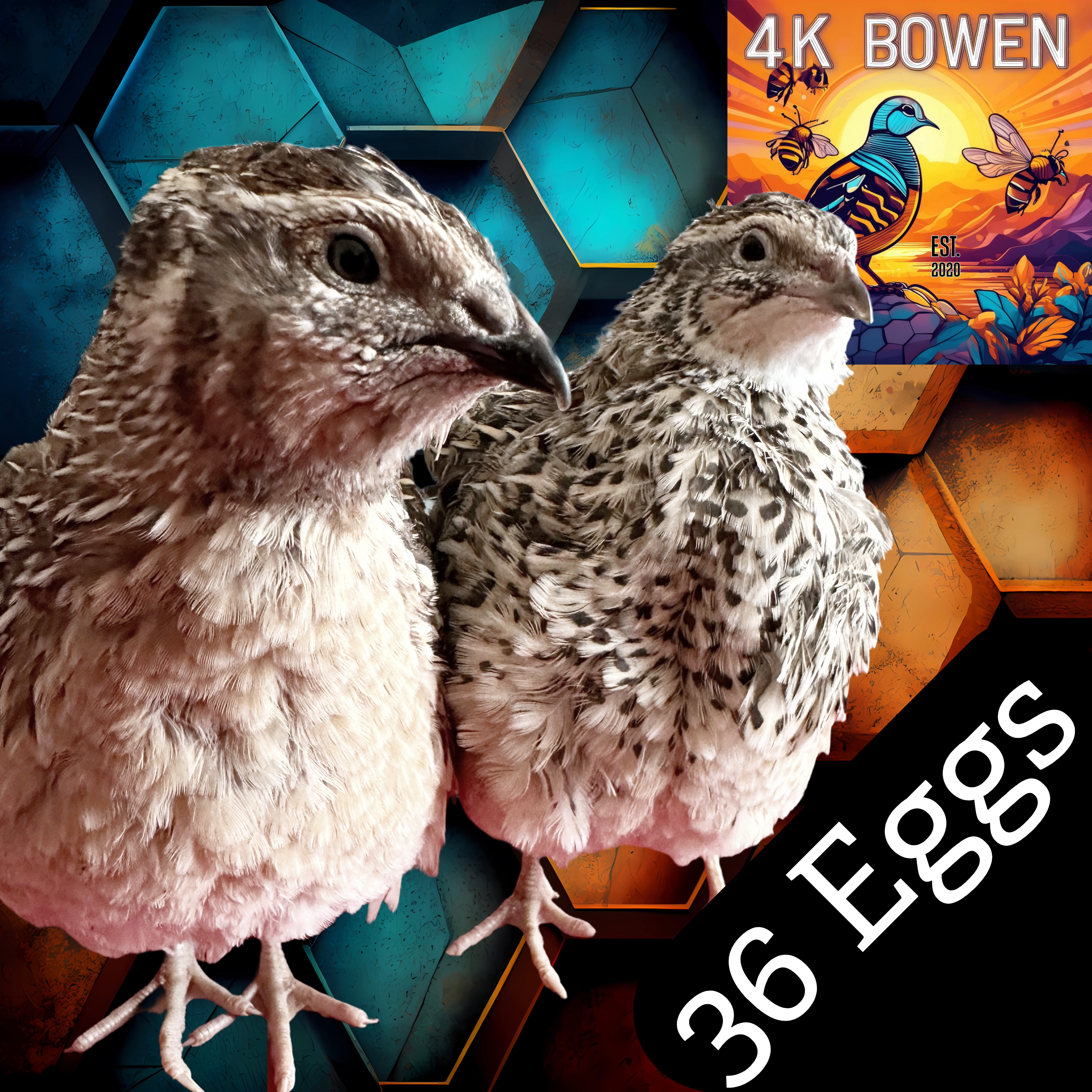 36 Coturnix Quail Fertile Hatching Eggs