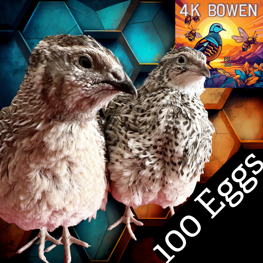 100 Coturnix Quail Fertile Hatching Eggs