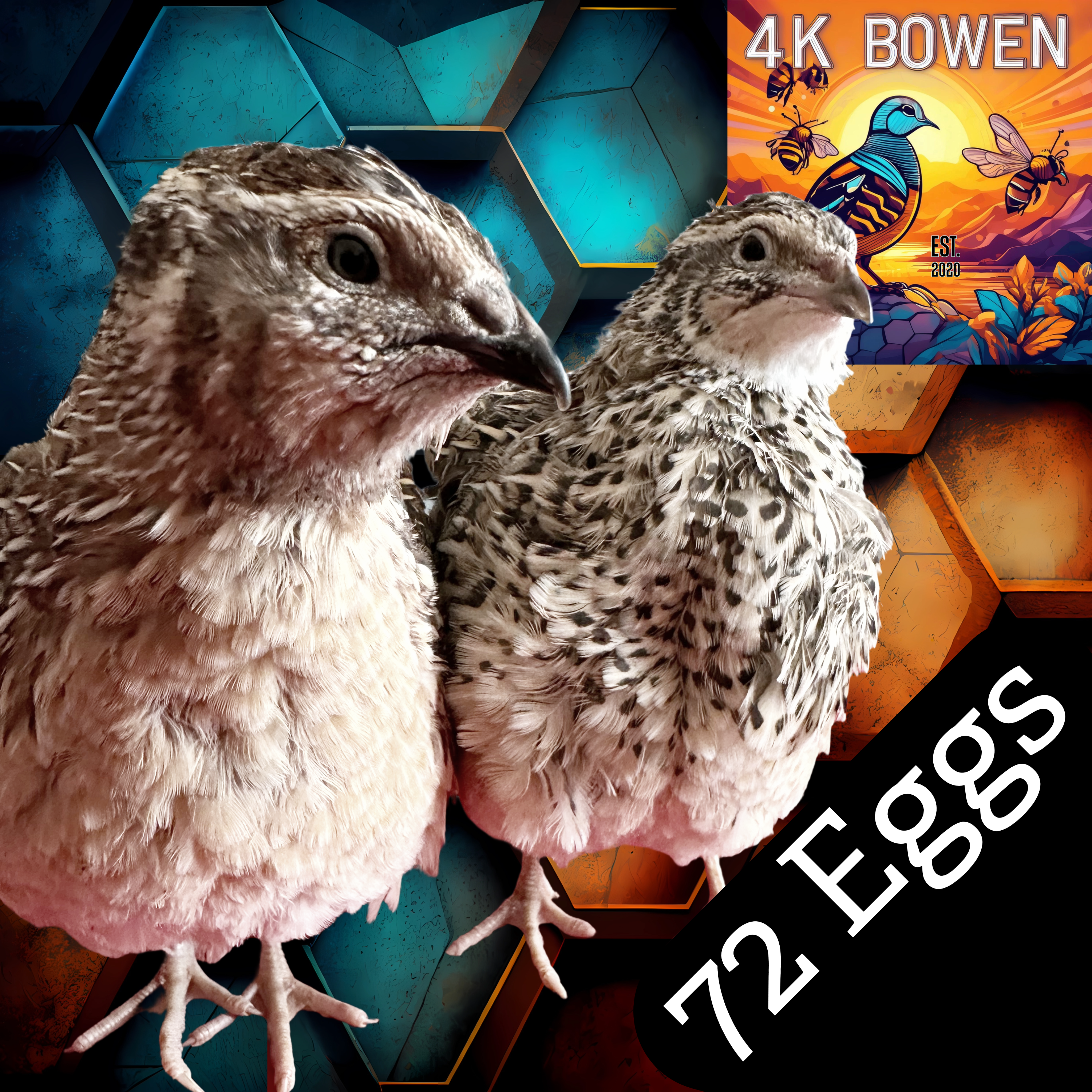 72 Coturnix Quail Fertile Hatching Eggs