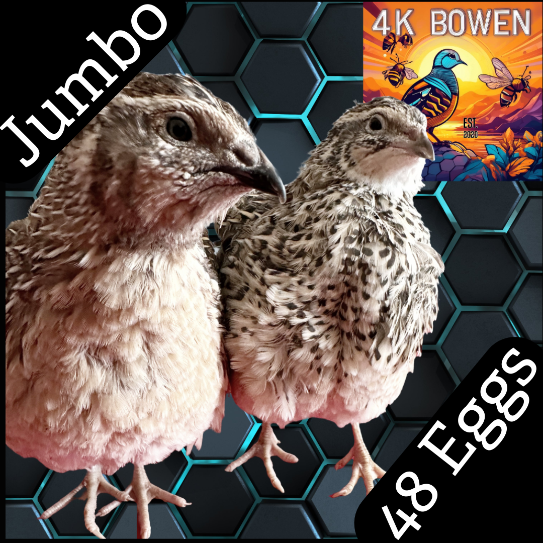 48 Coturnix Quail Fertile Hatching Eggs
