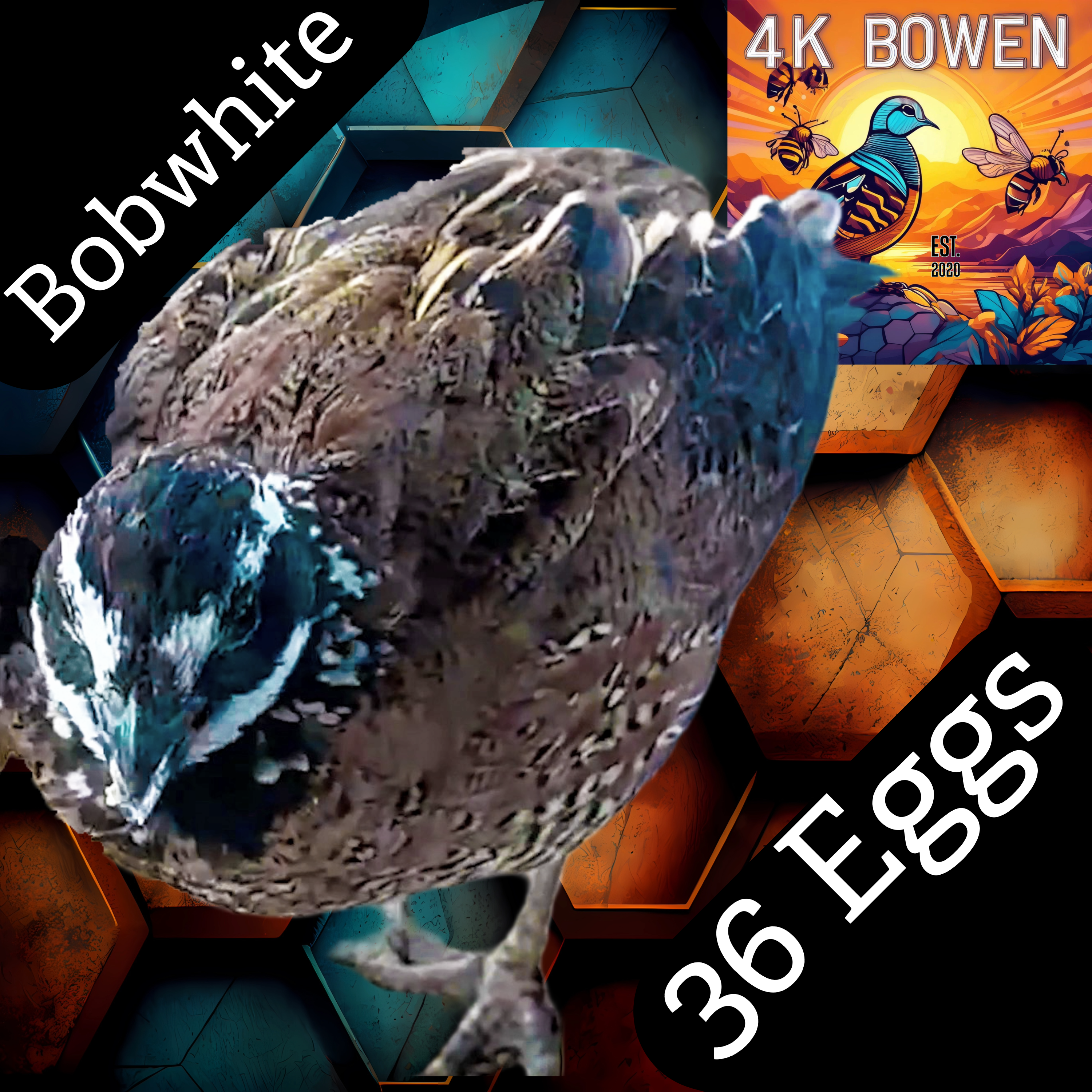 36 Northern Bobwhite Quail Hatching Eggs