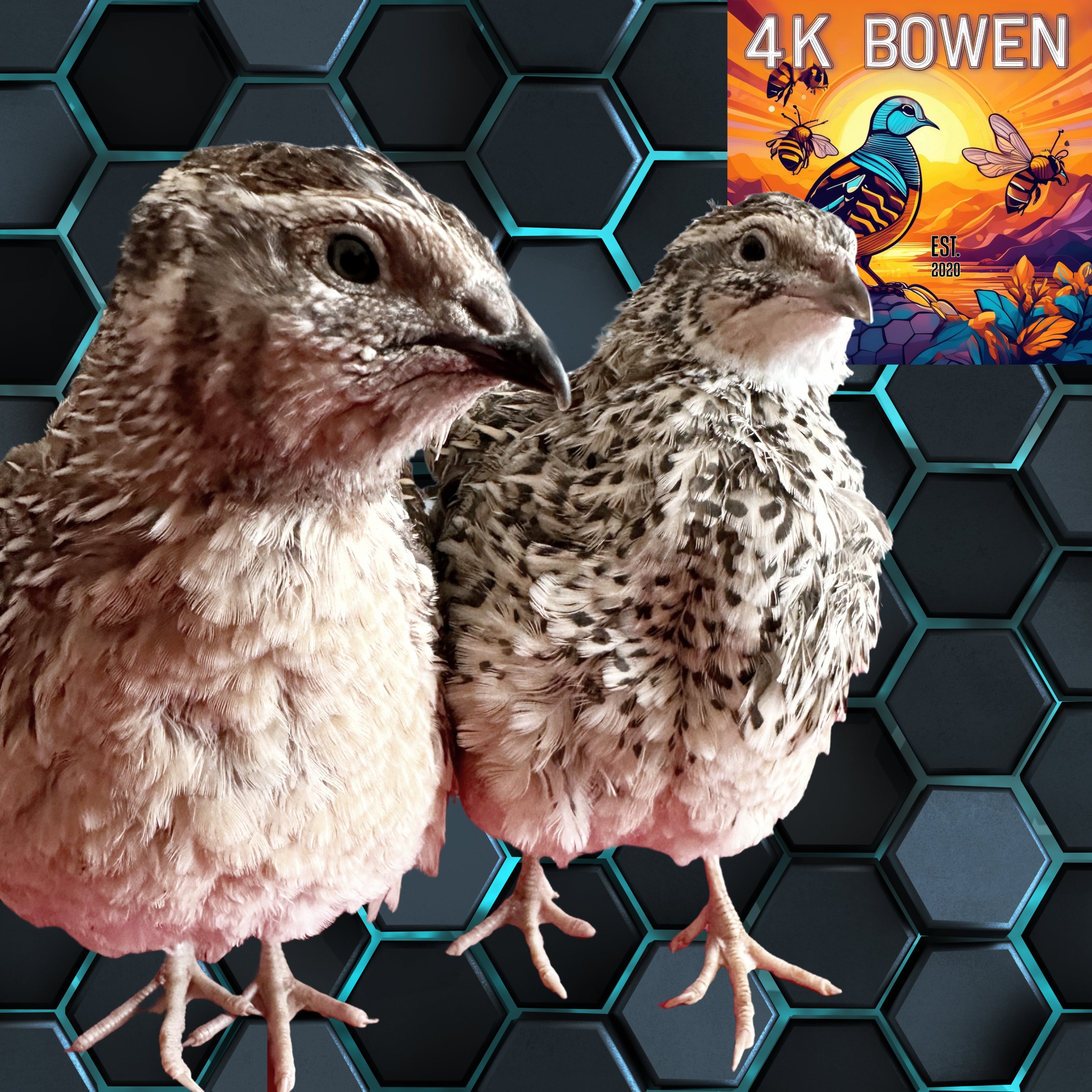 48 Coturnix Quail Fertile Hatching Eggs