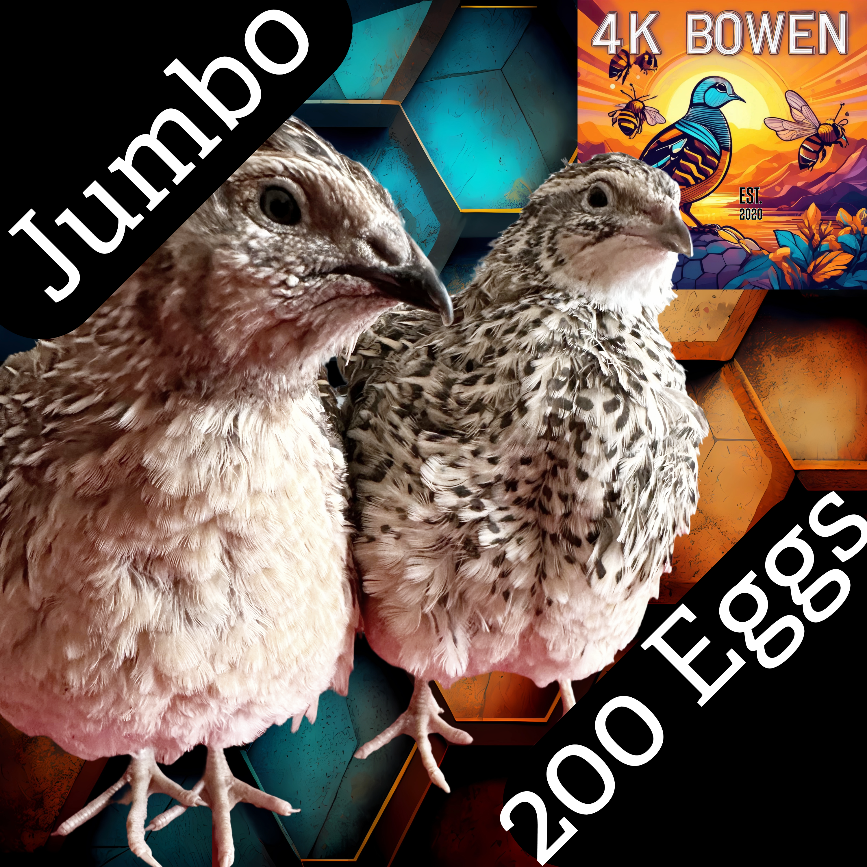 200 Jumbo Coturnix Quail Fertile Hatching Eggs