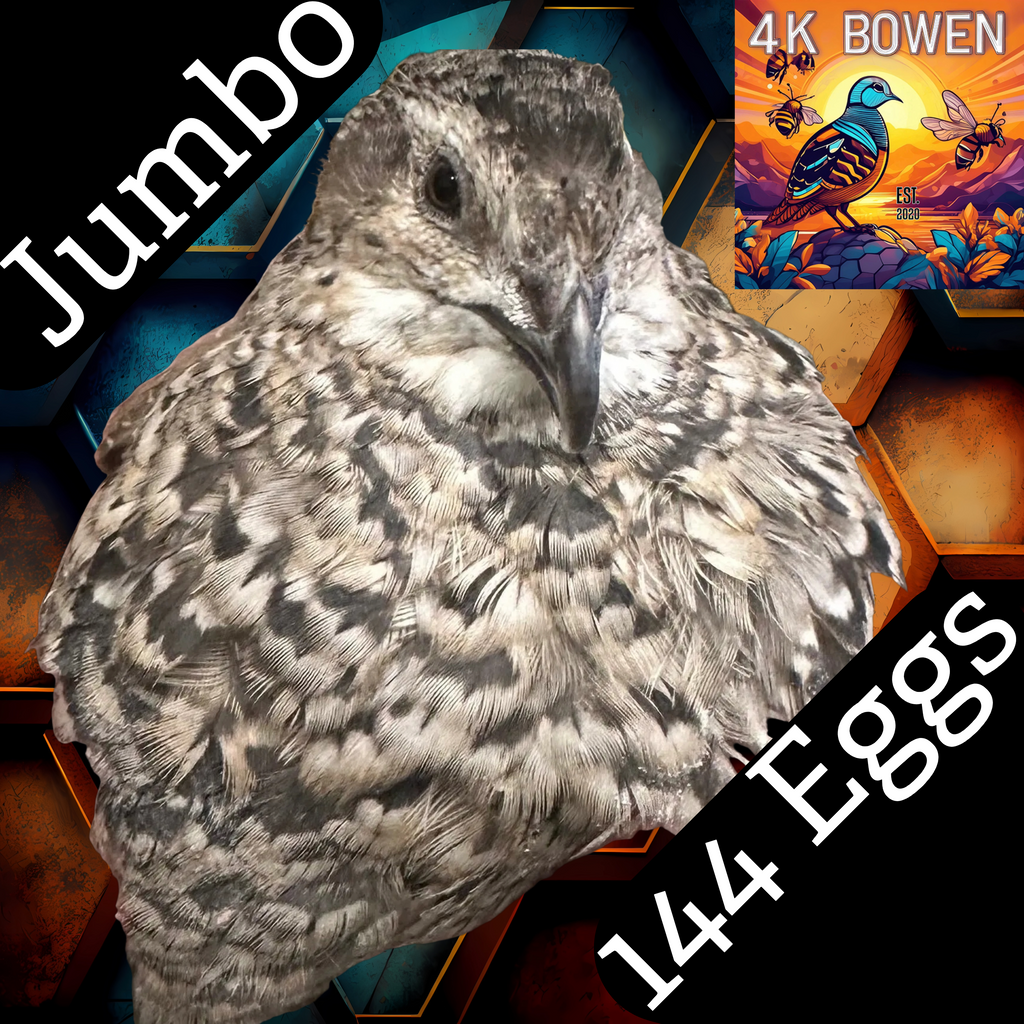 144 Jumbo Coturnix Quail Fertile Hatching Eggs
