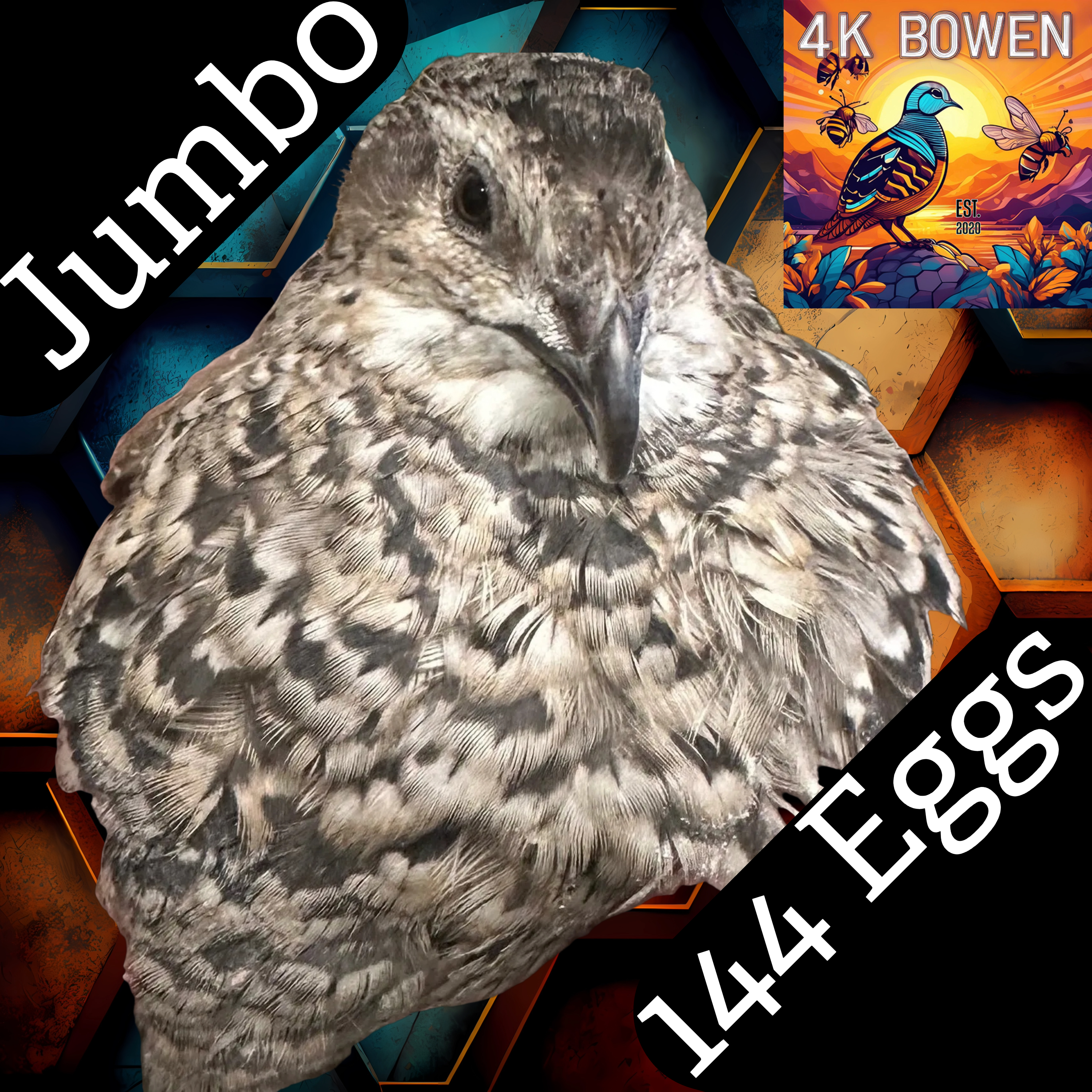 144 Jumbo Coturnix Quail Fertile Hatching Eggs