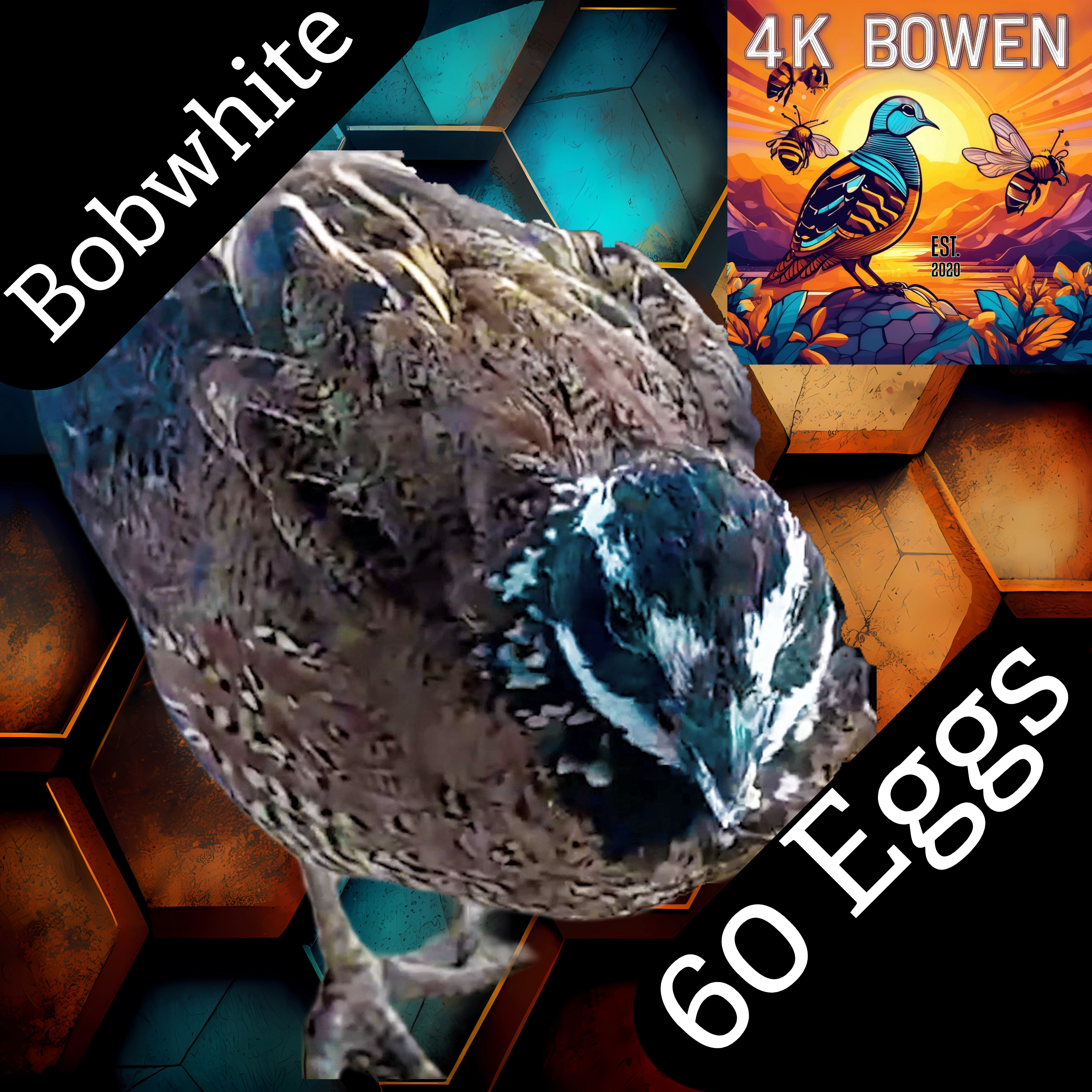 60 Northern Bobwhite Quail Hatching Eggs